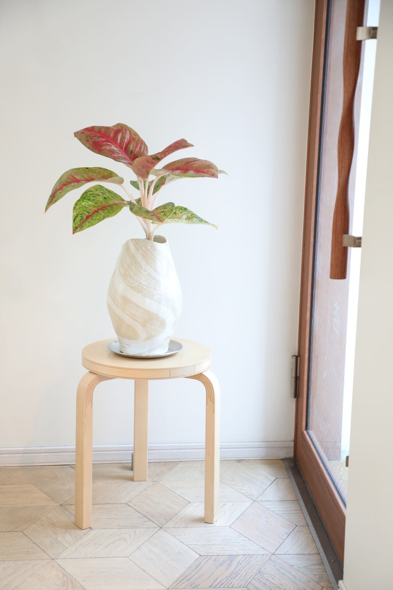 希少】【M】アグラオネマ ルビー/Aglaonema | 【厳選植物・器】MIDORI
