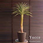 ユッカ デスメティアーナ 7号 Yucca Desmetiana ヤシ 幹立ち 1123BR