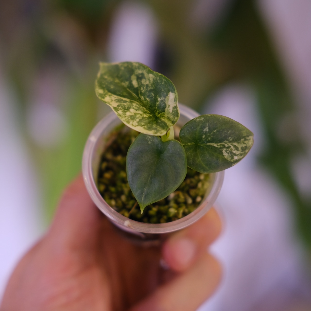 Alocasia Silver Dragon Aurea|シルバードラゴン オーレア②|観葉植物