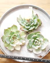 一部発根済カット苗 チワワエンシス 陰陽錦 S Echeveria chihuahuaensis 'Yin Yang Variegated'