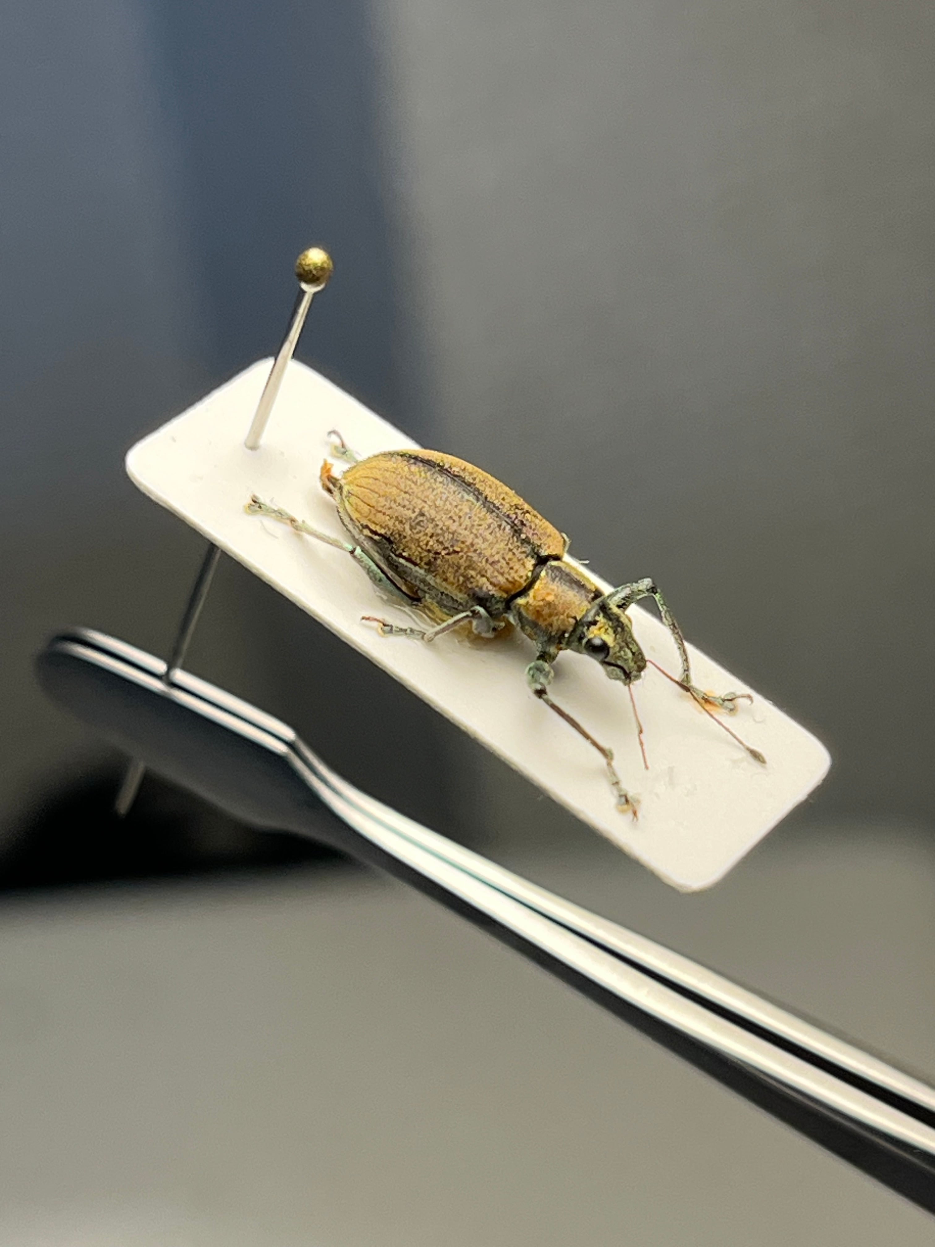12mm】普通種と思しきクチブトゾウムシの一種 標本ゴミムシダマシ