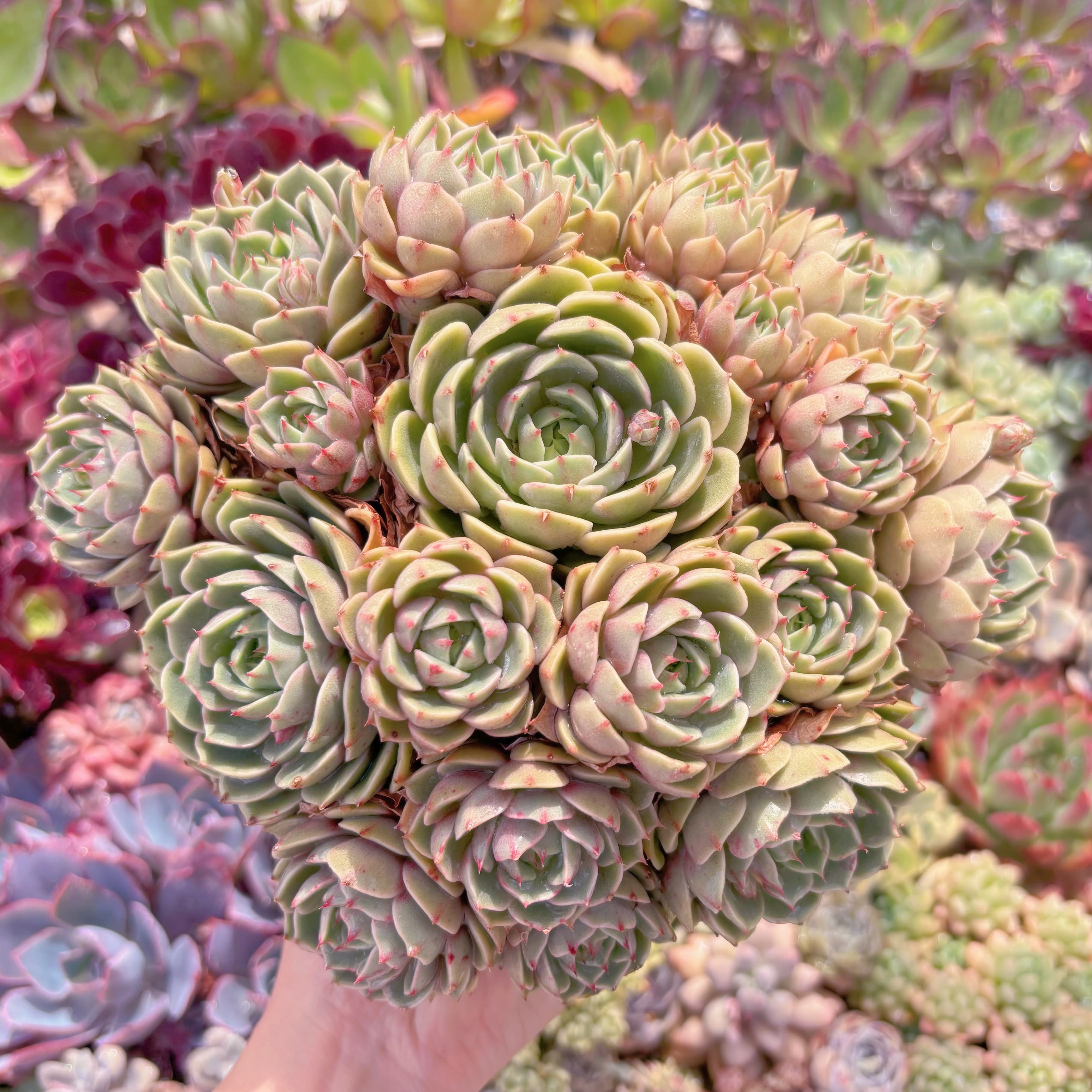 現品　ベンバディス#B36　特特大群生　新入荷