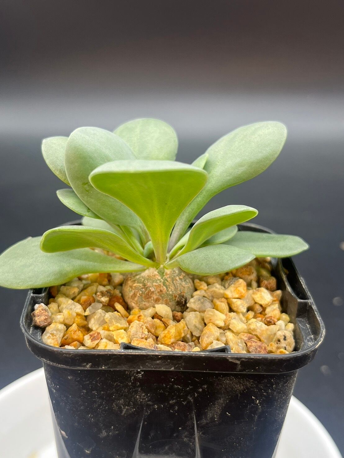 レア実生5年! オトンナ リトラリス 多肉植物 塊根植物(レア レア実生5年! オトンナ リトラリス 多肉植物 塊根植物(レア