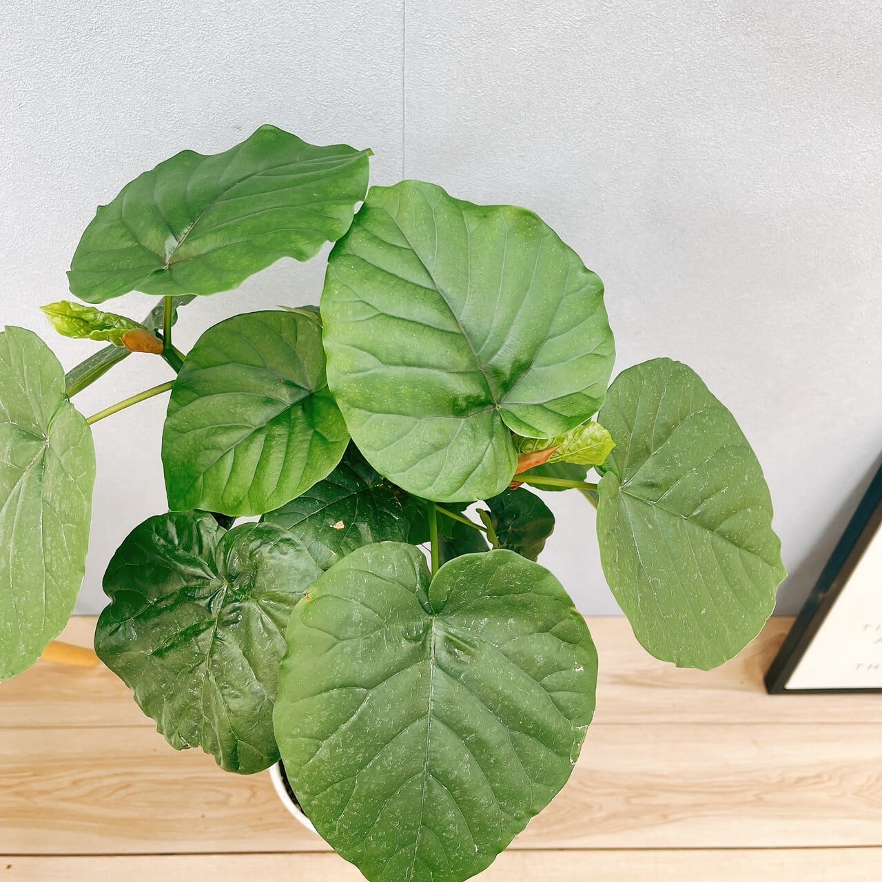 現品　フィカス　ゴムの木　ウンベラータ　21番　曲がり　インテリアグリーン　室内 現品 フィカス ゴムの木 ウンベラータ 21番 フィカス