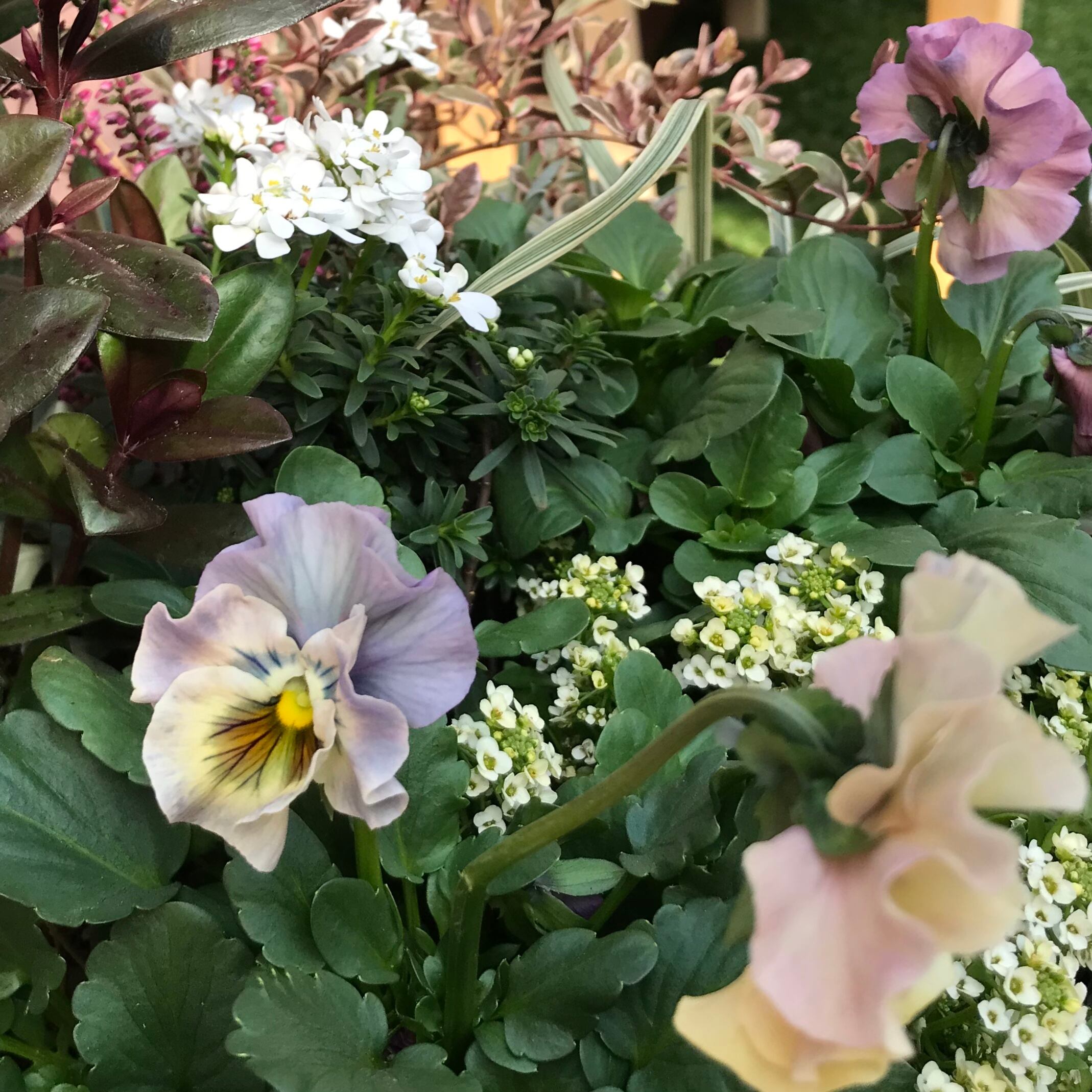 寄せ植え シエルブリエ | Merak - メラク 寄せ植え ガーデニング