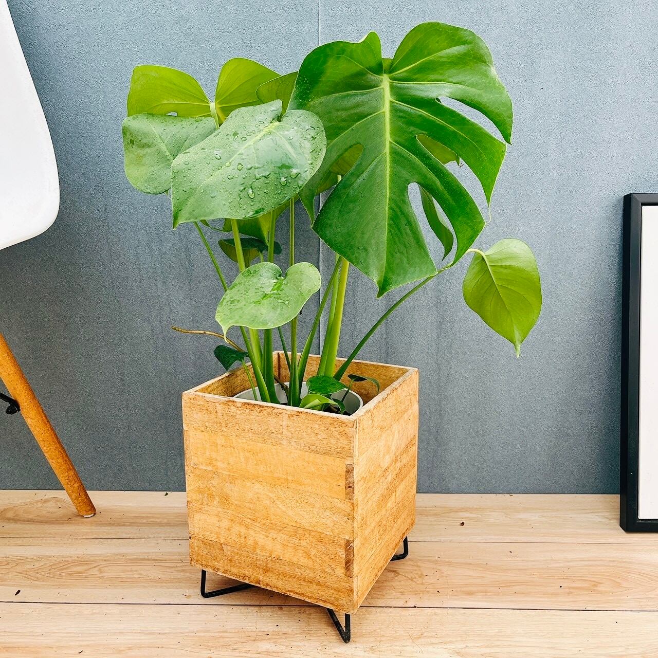 人口観葉植物　モンステラ　6号鉢カバー付き 在庫］☆鉢カバー付き☆ モンステラ 6号 観葉植物 室内 育てやすい