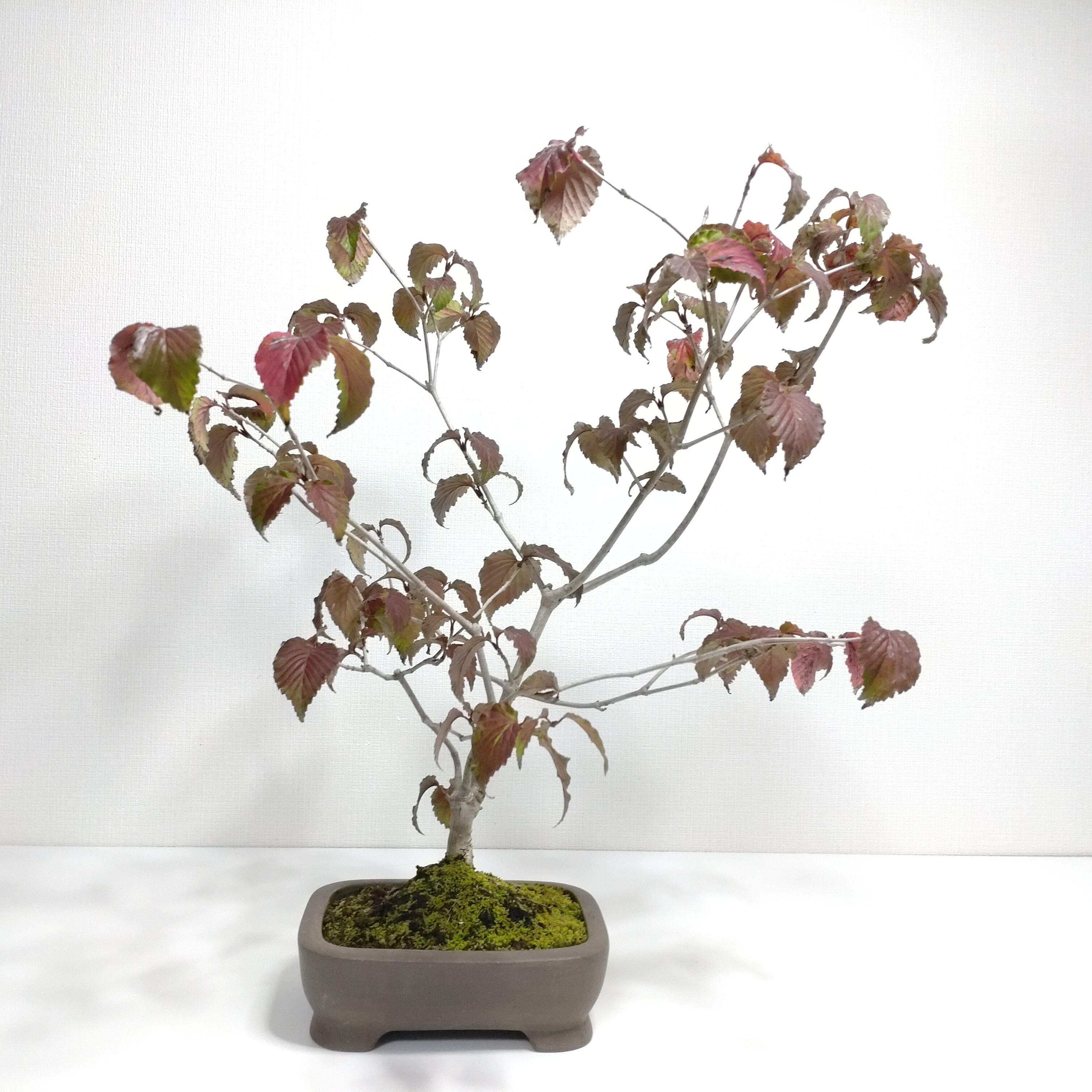 白四手（シロシデ）盆栽 SS003 | 盆栽創【Bonsaisou】