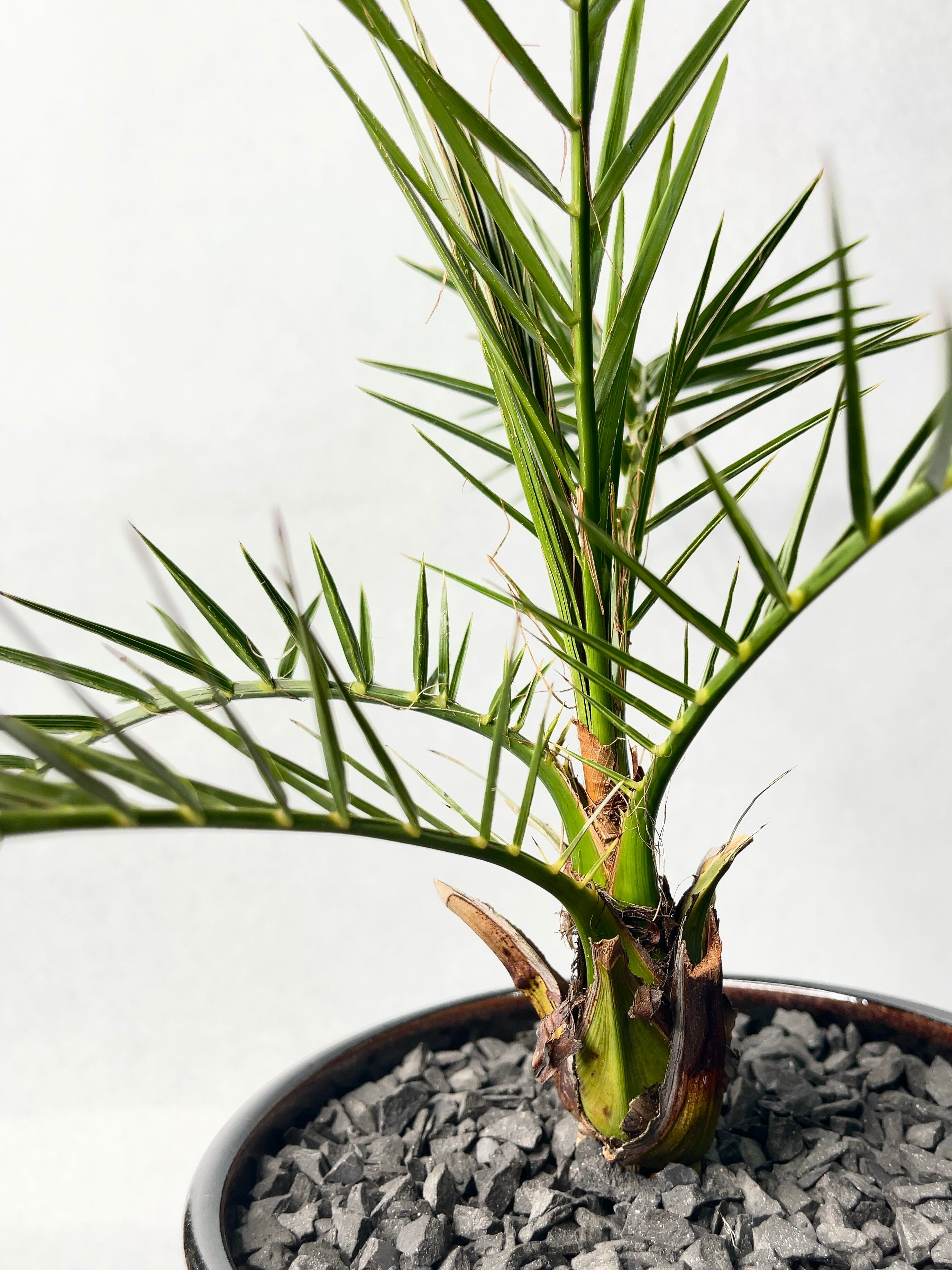 ナツメヤシ・フェニックス | trigger