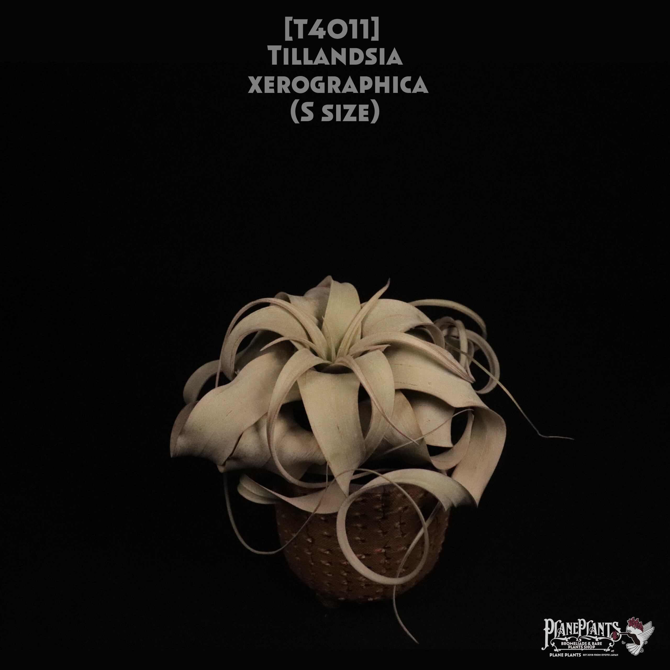 【送料無料】xerographica S〔エアプランツ〕現品発送T4011