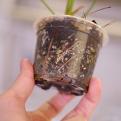 Anthurium Queen of Heart│アンスリウム クイーン オブ ハート│観葉植物