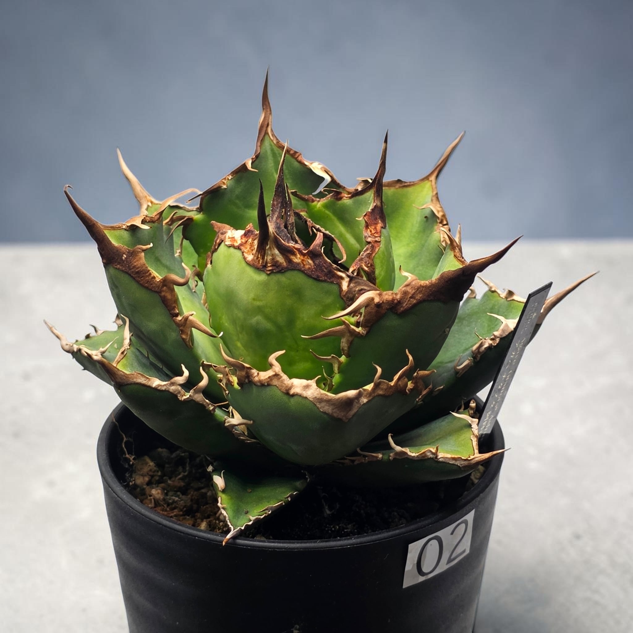 アガベ　阿修羅 アガベ チタノタ 阿修羅 (Agave titanota 'Asura') | BRIDGE GARDEN