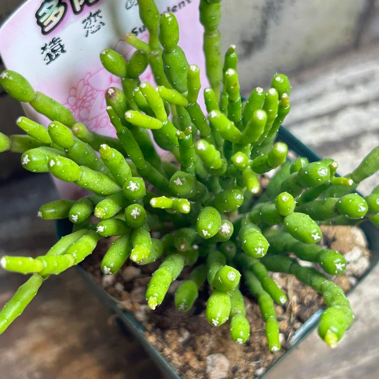 92#多肉植物アエオニウム錦❤️ アンナ錦❤️14頭21cm 鉢土付き出荷 観葉植物：アエオニウム アンナ錦*5号 アンナニシキ : 遊恵盆栽