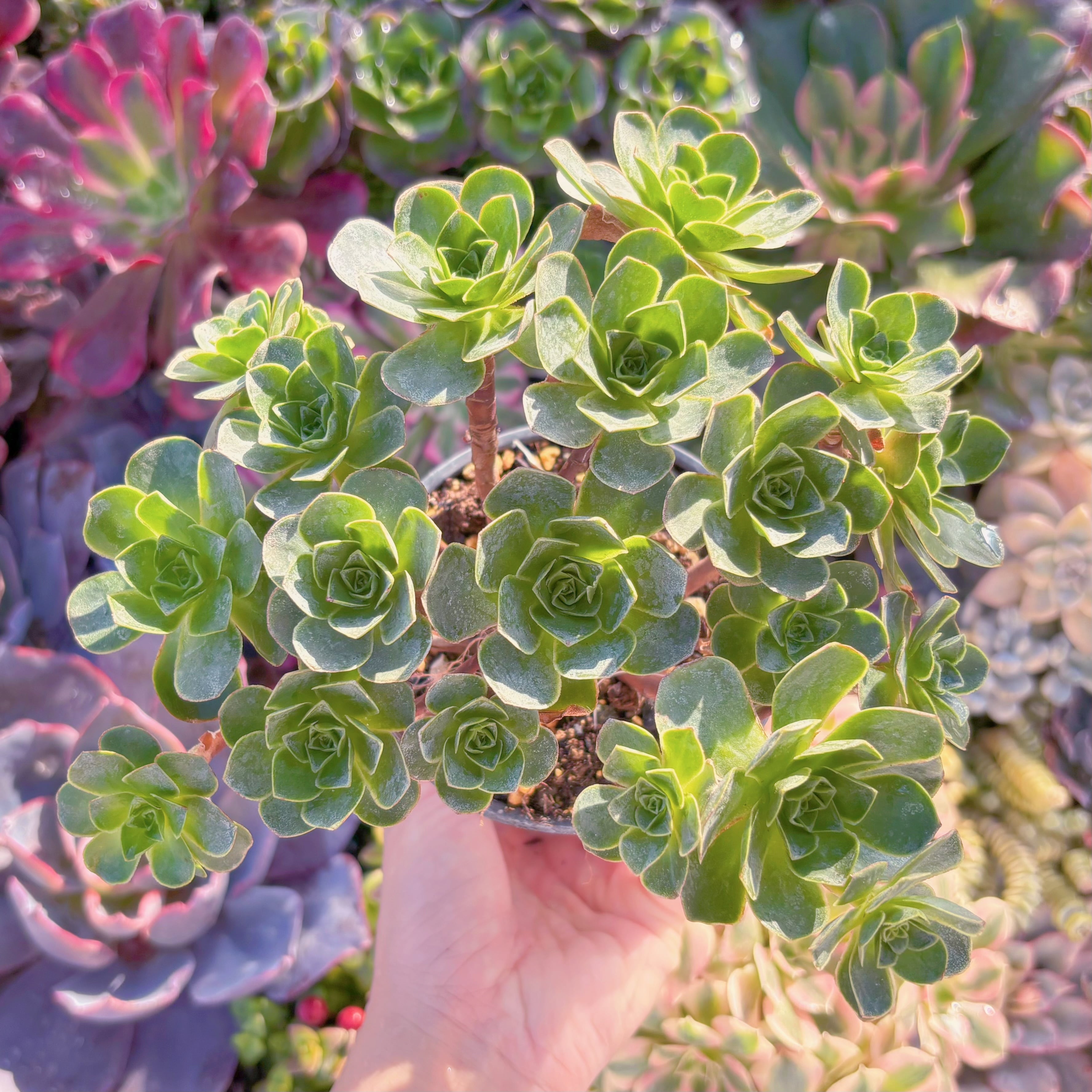 現品　Greenovia樹花ローズ(じゅかローズ)#M239　群生　新入荷　るる農園