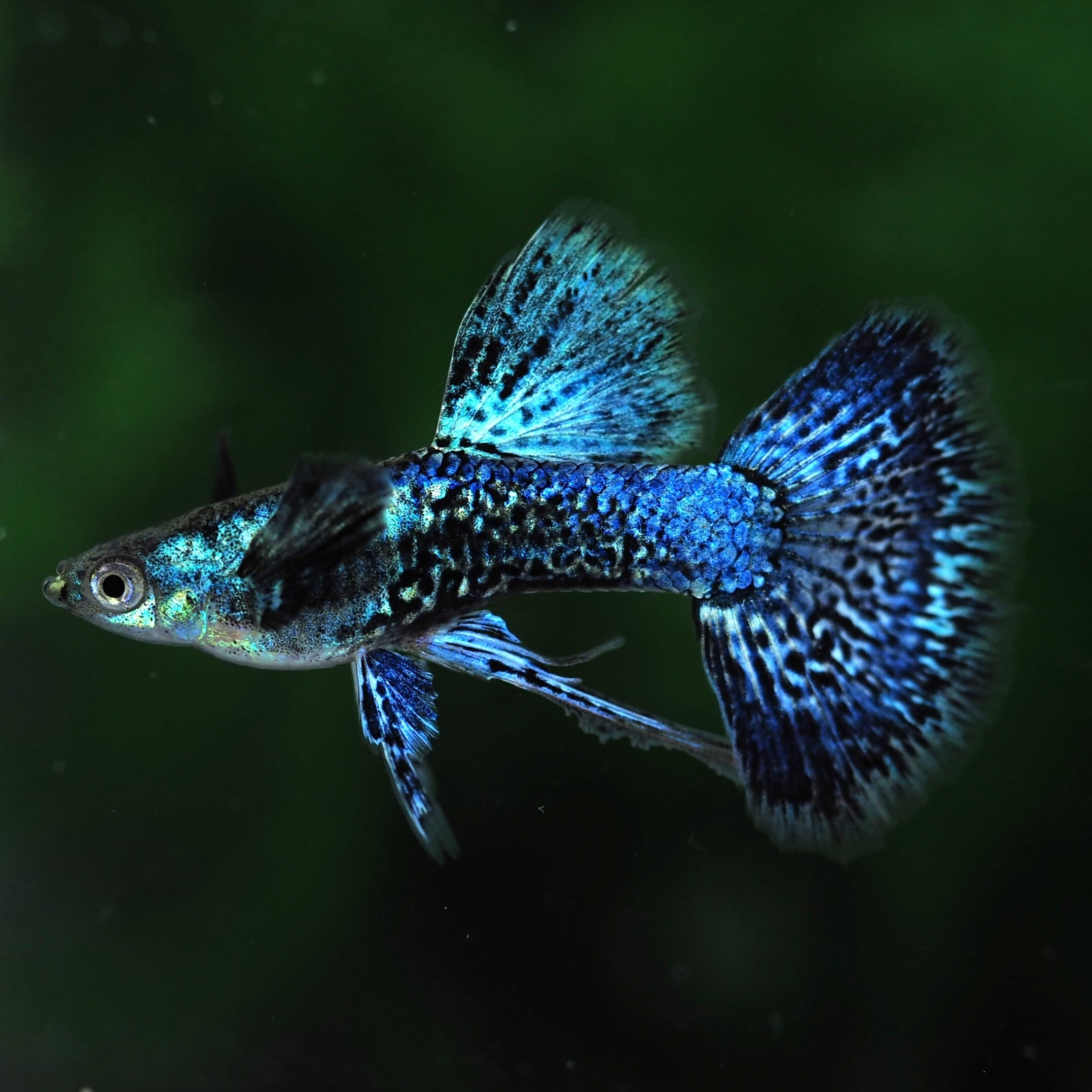 GUPPY | 伊豆グッピーファーム