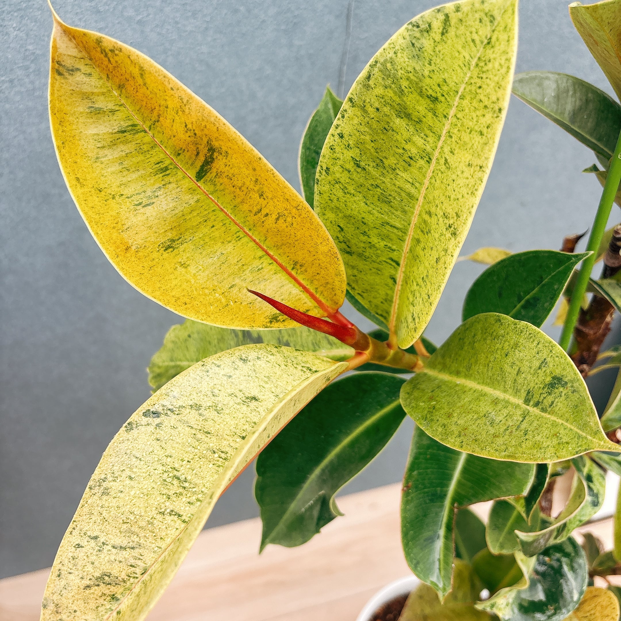 現品］【希少】1番 フィカス ジン 曲がり 7号 観葉植物 ゴムの木 室内