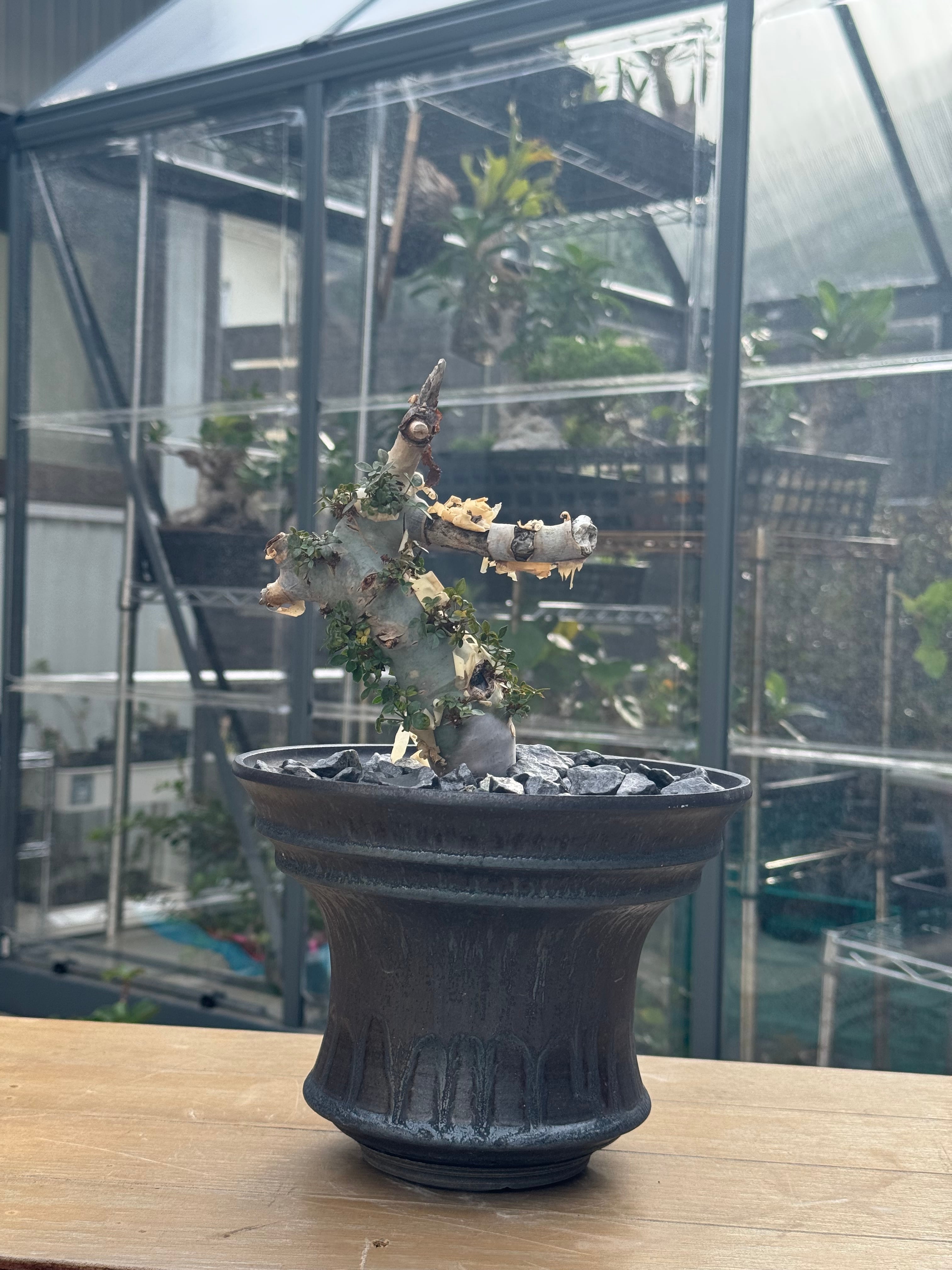 Commiphora kataf × deracine factory【店主コレクション株・数年管理