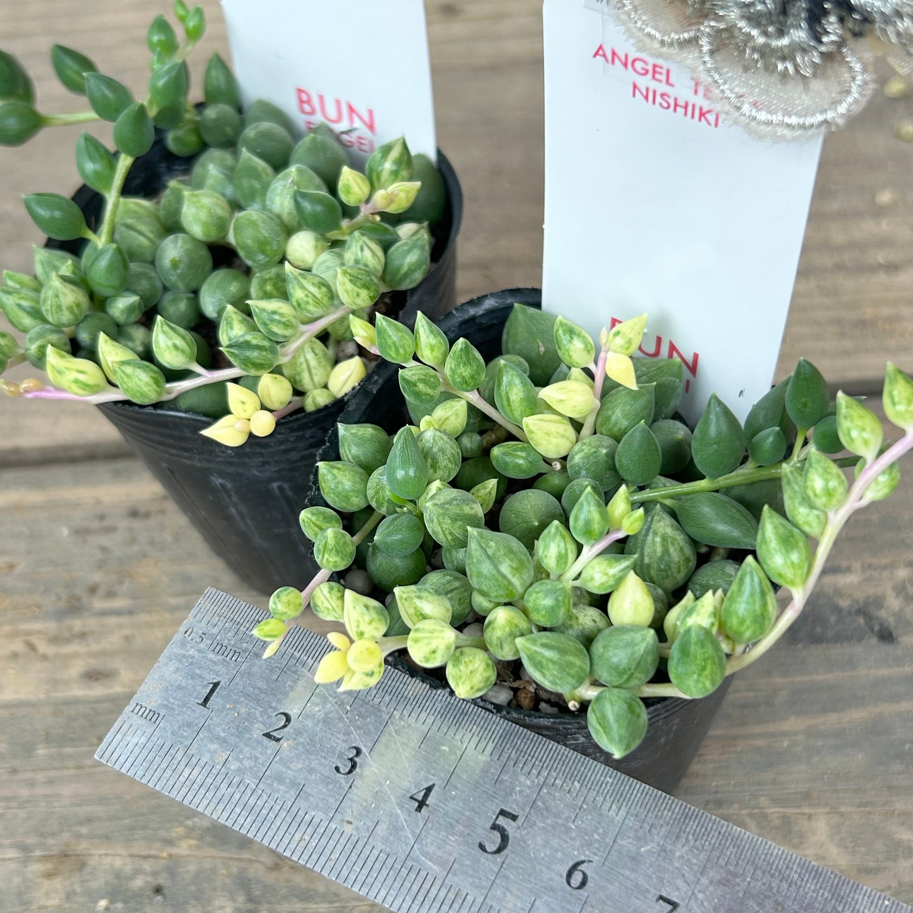 エンジェルティアーズ錦 | RuPo 多肉植物専門店