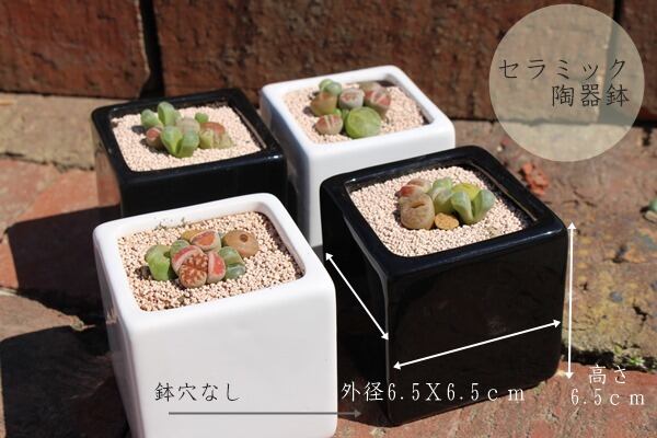 リトープスとコノフィツムベビーMIXの寄せ植えギフト【ブラック＋
