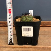 【Copiapoa】サボテン　コピアポア　黒王丸実生【733】【再撮影】