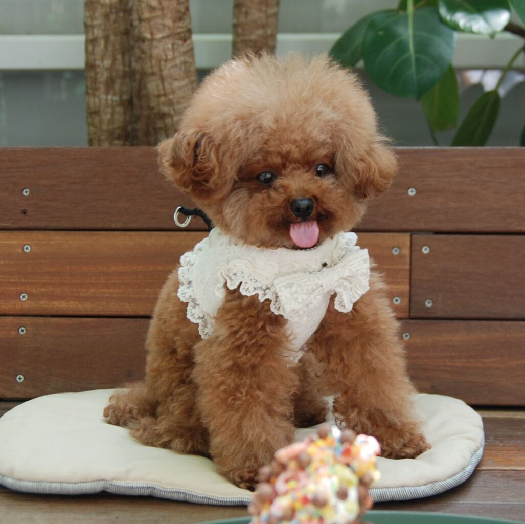 予約【eomuk】Daisy Frill Soft Harness (CreamBeige)