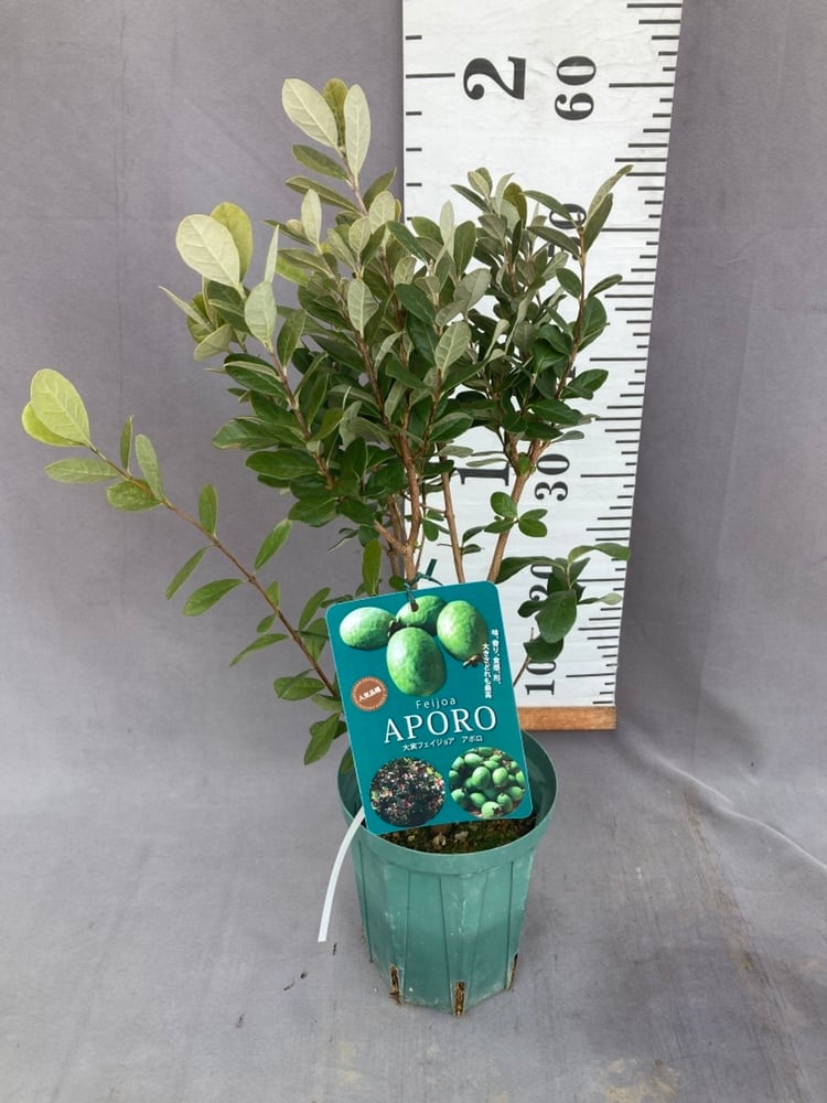 フェイジョア・アポロ 5号ポット | 日本ライン花木センター