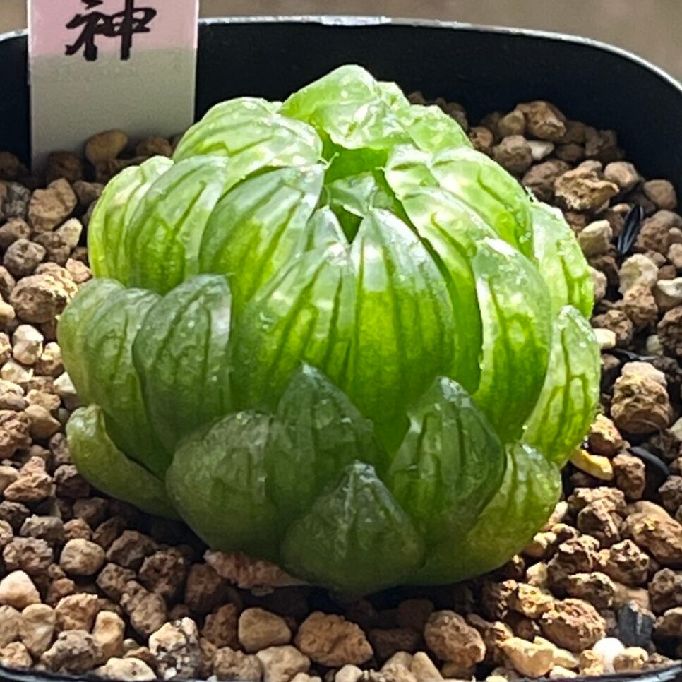 ハオルチア B型コンプトミュータント錦① ハオルチア B型コンプト