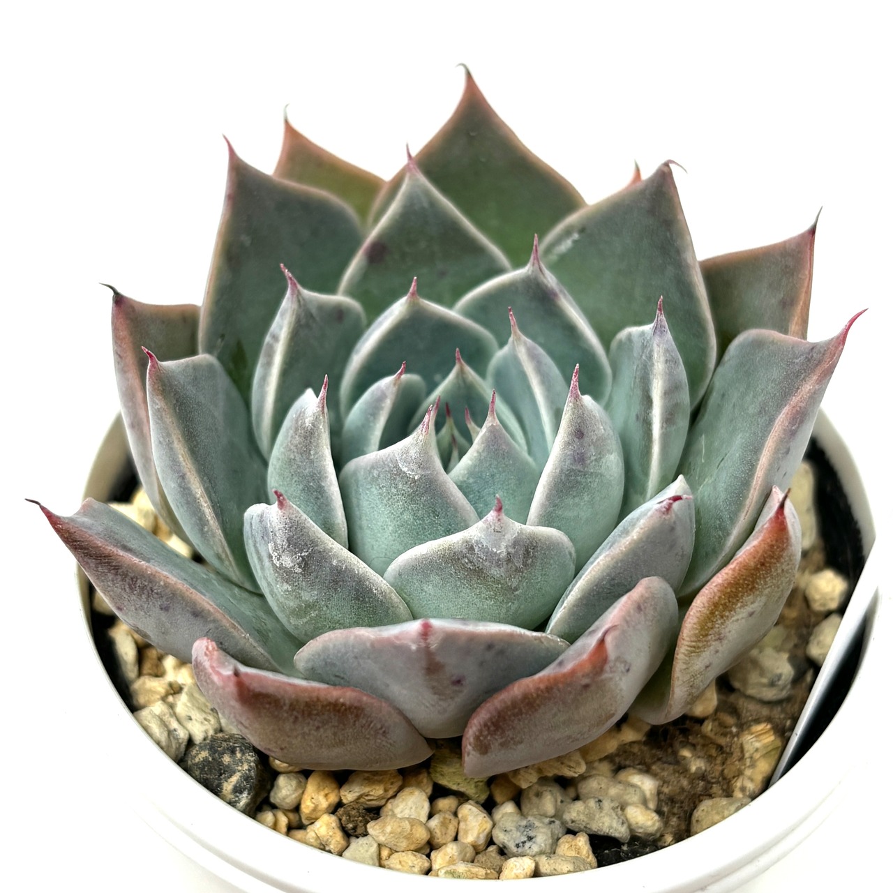 ♀シムランス ラグナサンチェス× ♂クスピダータ パラス【161】