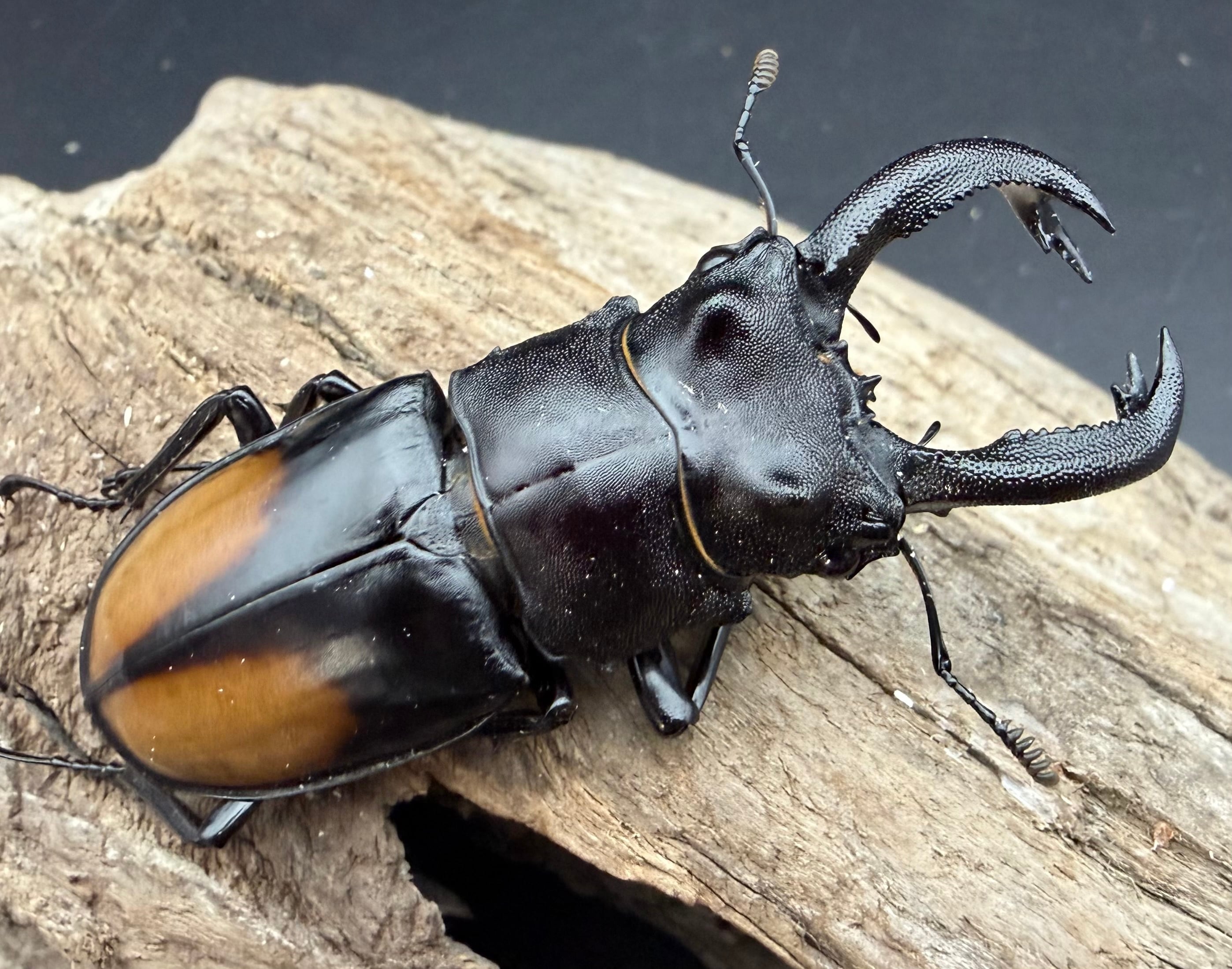 WD】《セアカフタマタ（パリーフタマタ） 71mm ペア》 | KPW公式