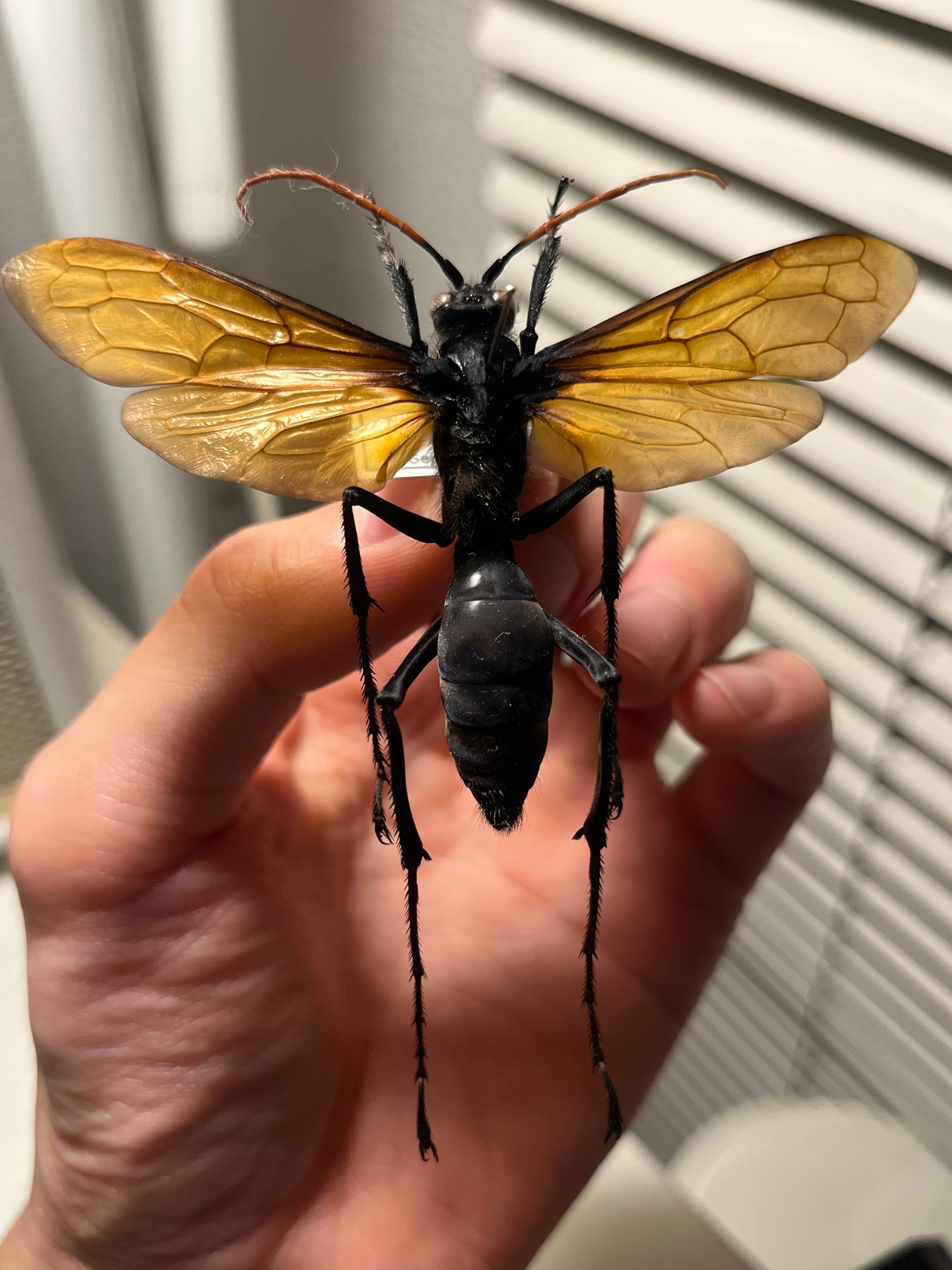 Ornithoctoninae sp. Mindanao centralアースタイガー