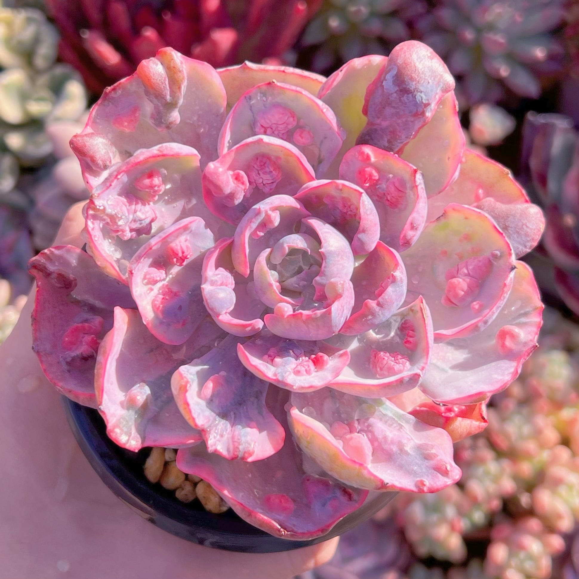 現品　ビヨンセ錦#246   るる農園