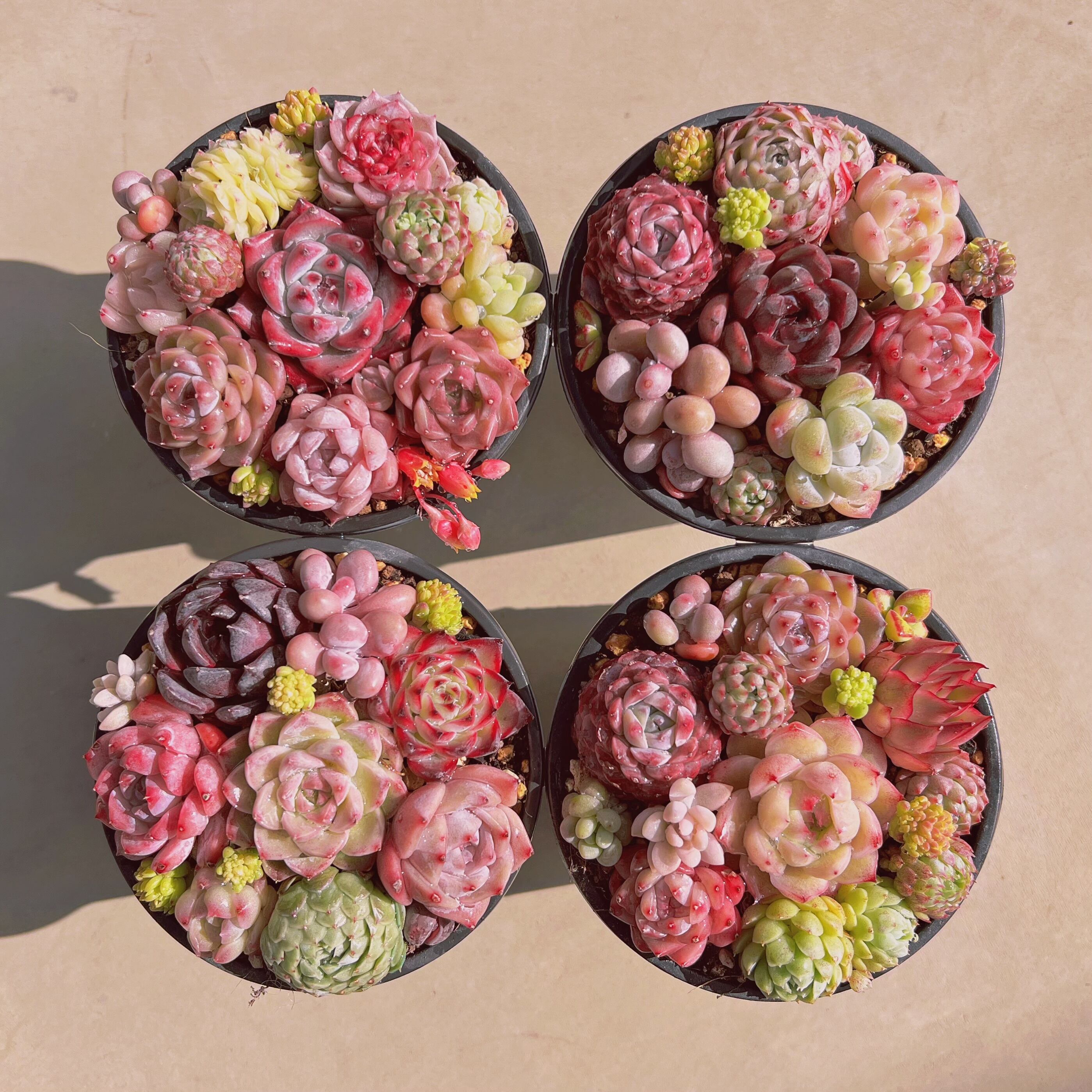 #212 寄せ植えセット