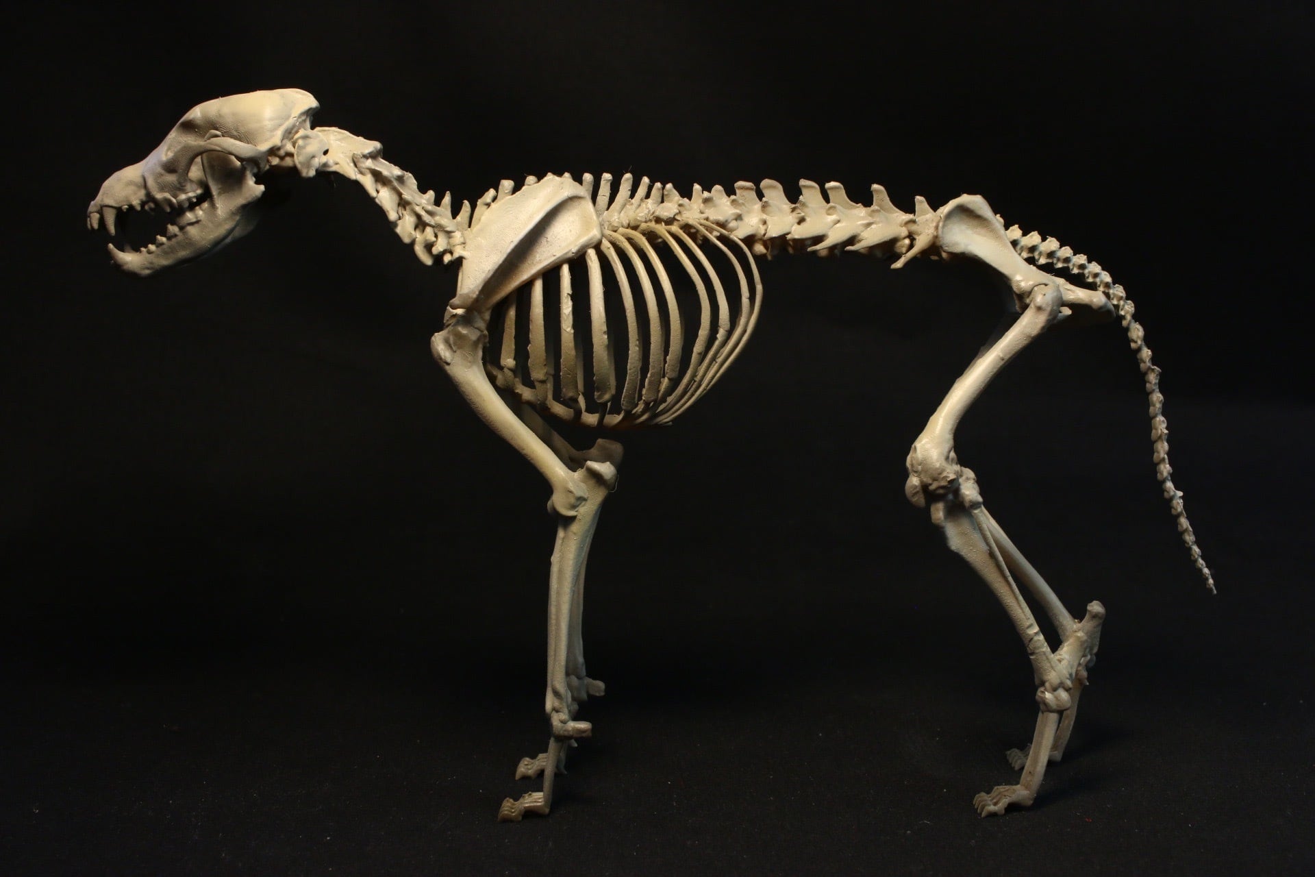 蝦夷鹿 右前足の骨格標本