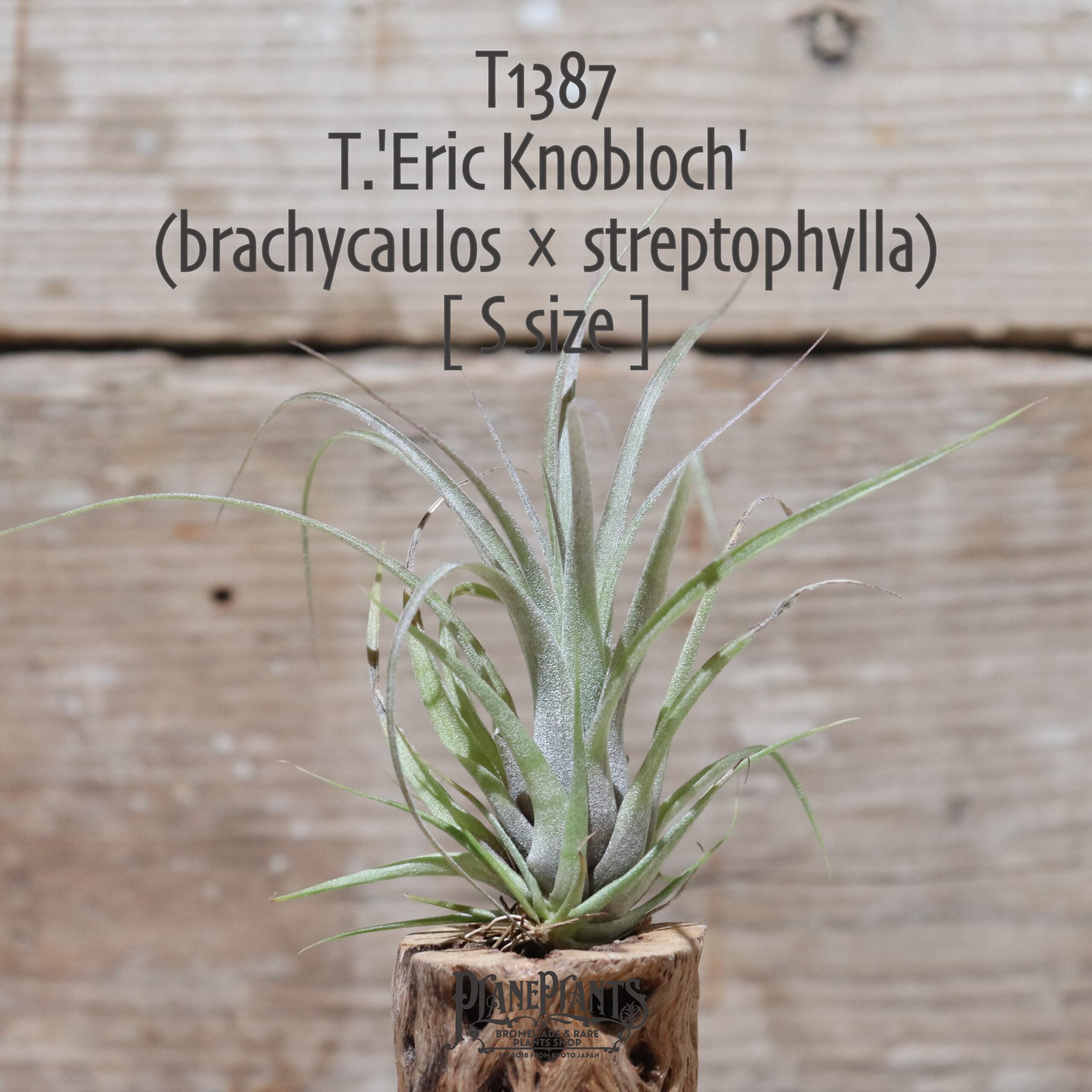 【送料無料】 'Eric Knobloch'〔エアプランツ〕現品発送T1387
