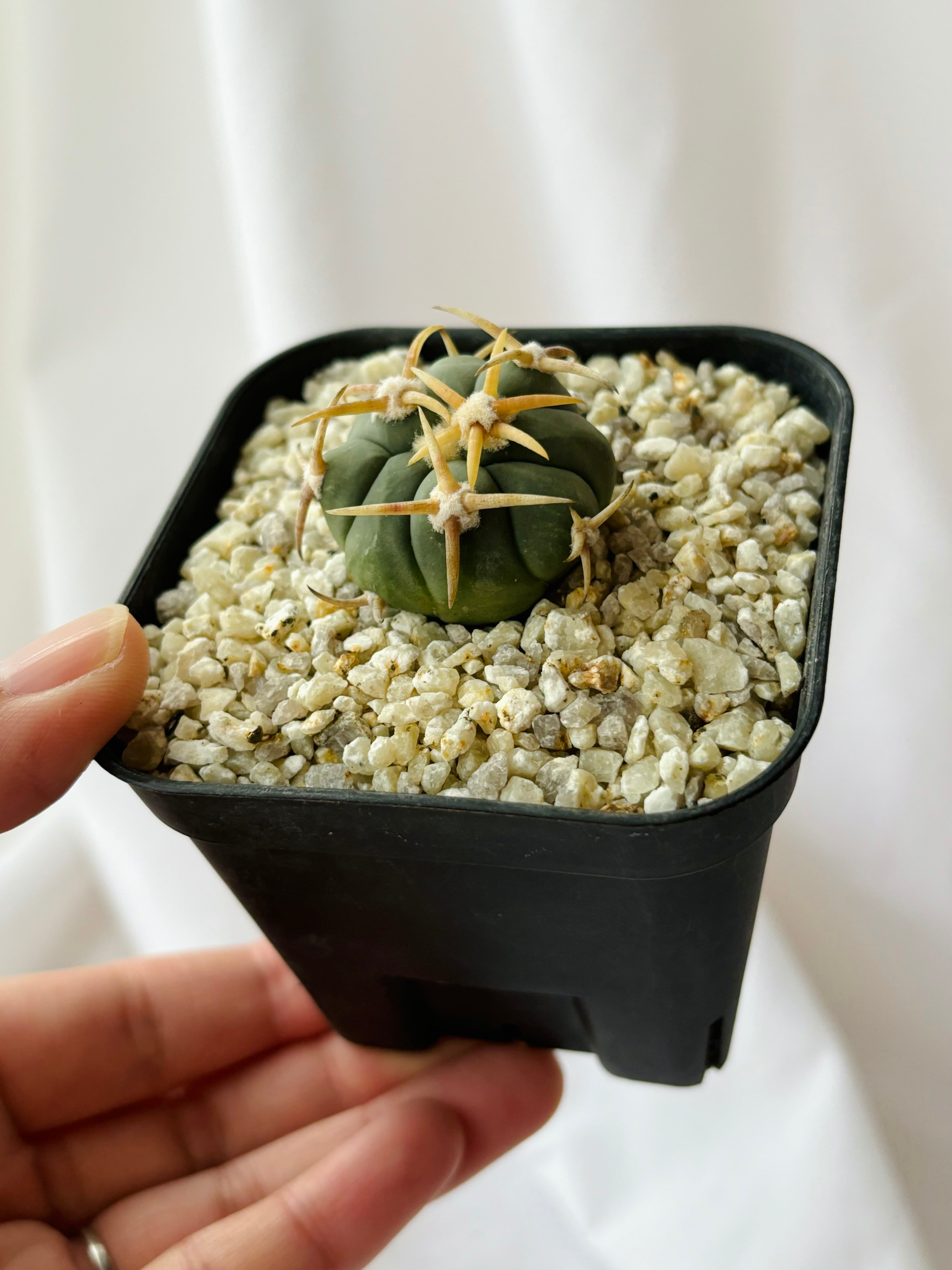 ス*郎様 エキノカクタス　白刺翠平丸 エキノカクタス 白刺翠平丸 実生 美株 Echinocactus horizonthaloni