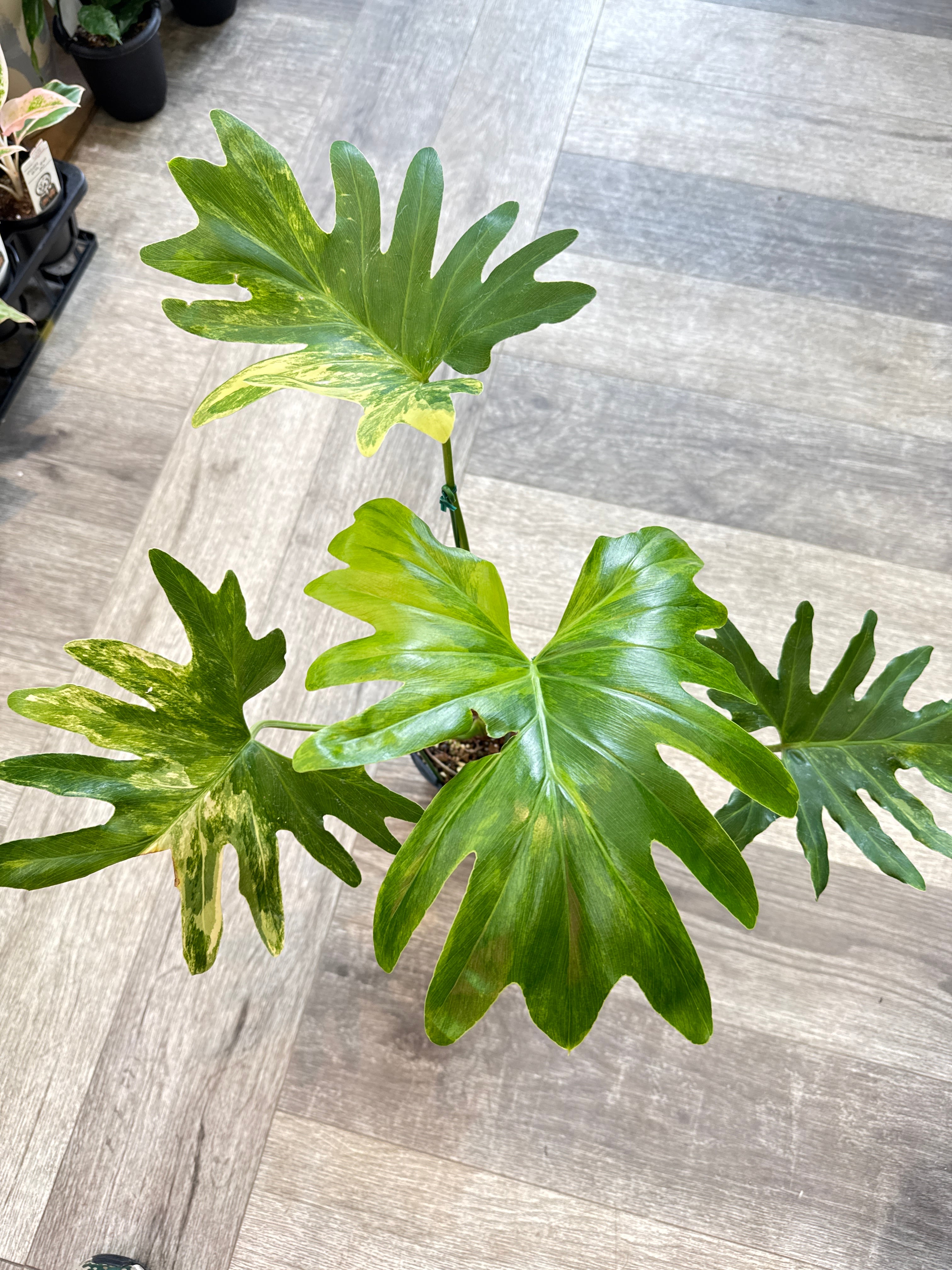 フィロデンドロン セローム斑入り | Gardenえん 【観葉熱帯植物】