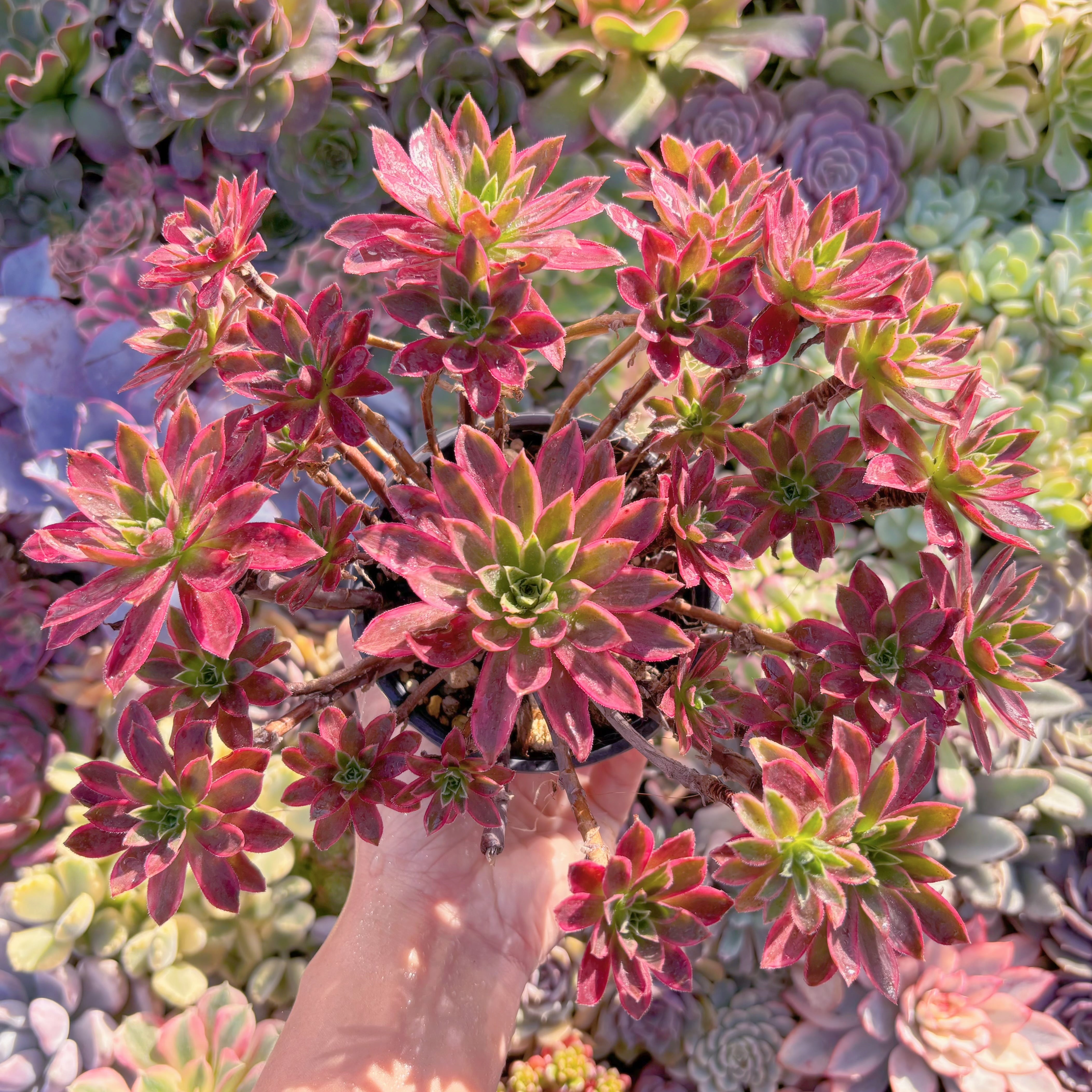 現品　鳳凰錦#A100　大群生　るる農園