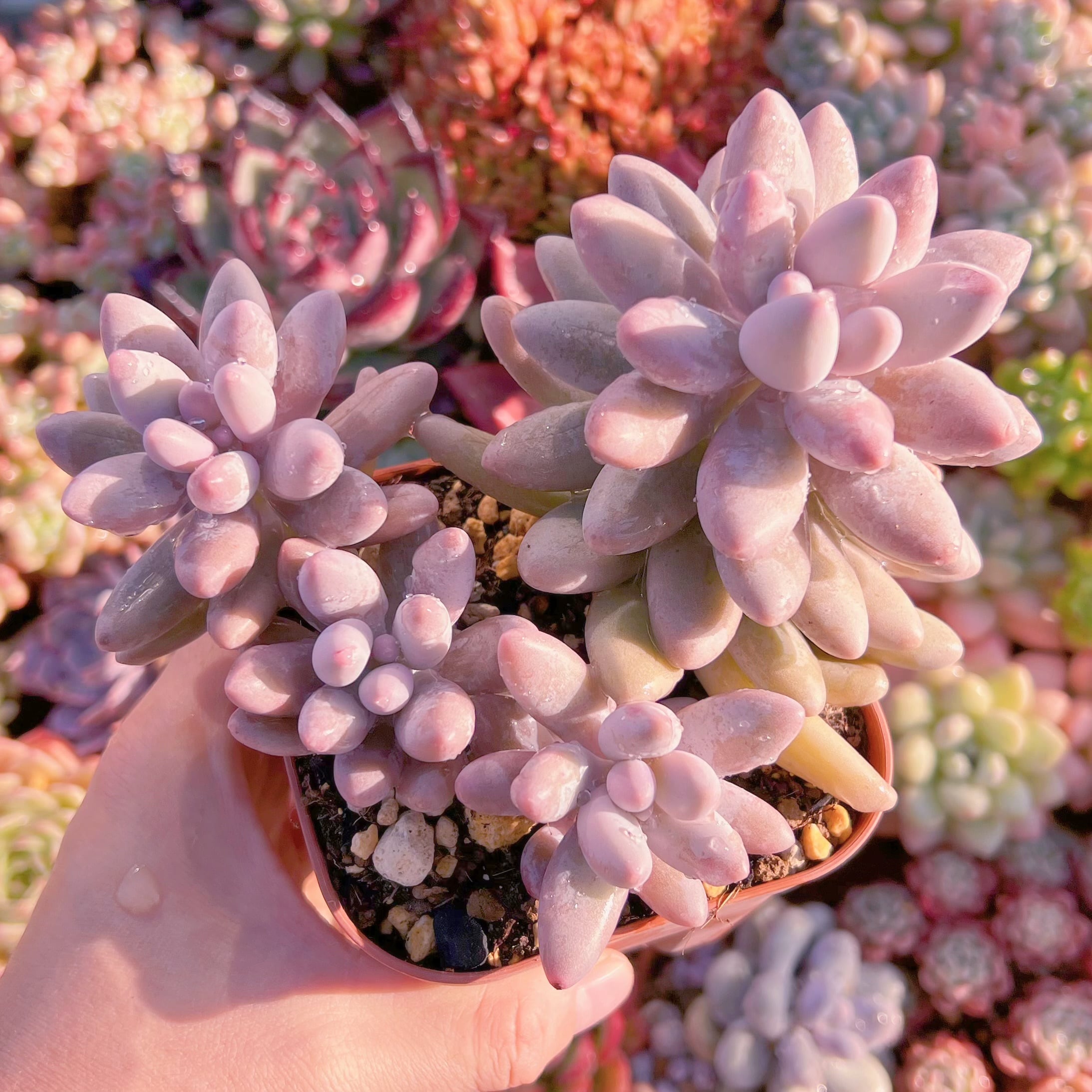 現品　タマゴチーズ#750　特大　新入荷