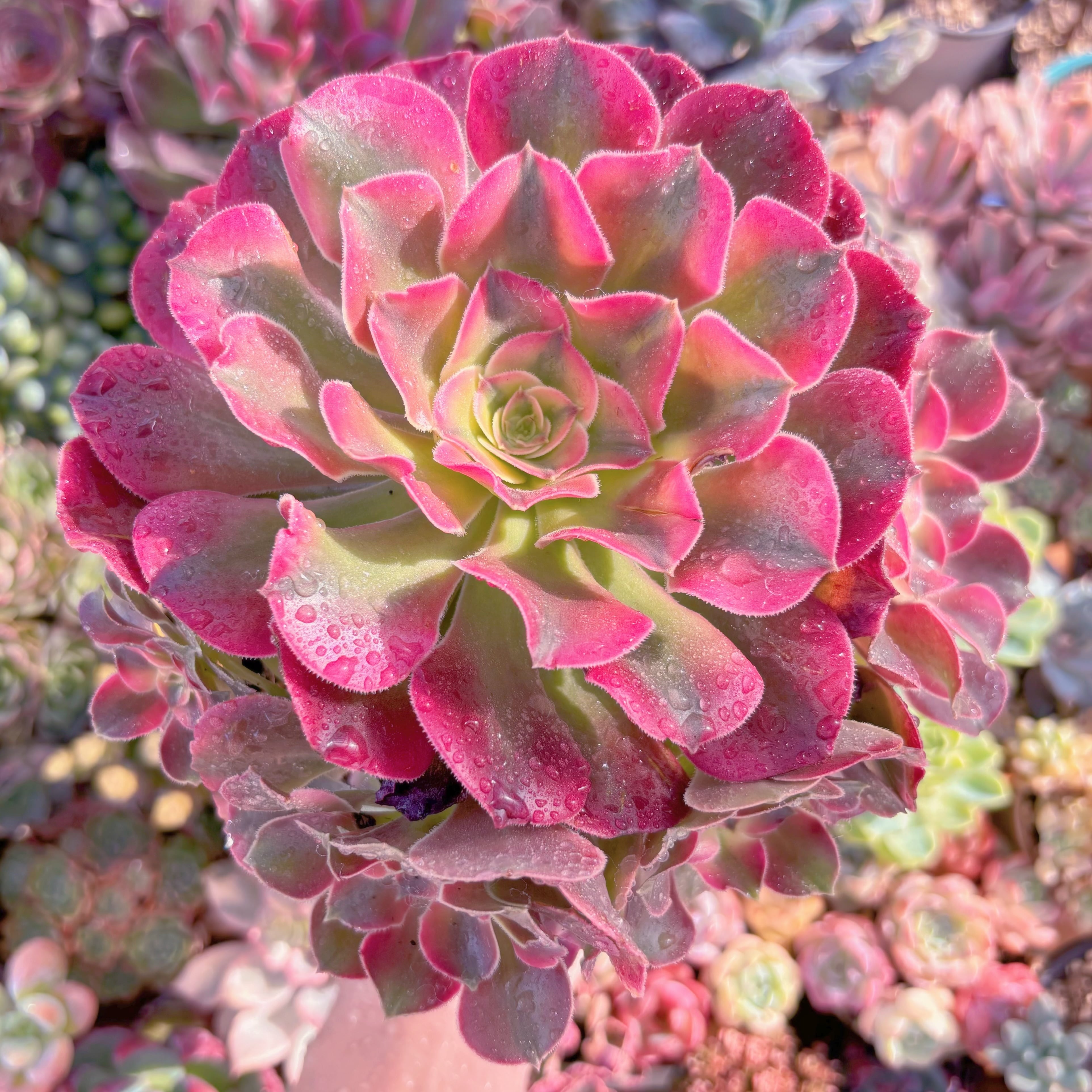 現品　アフラダイティ変異#533　特大群生　るる農園