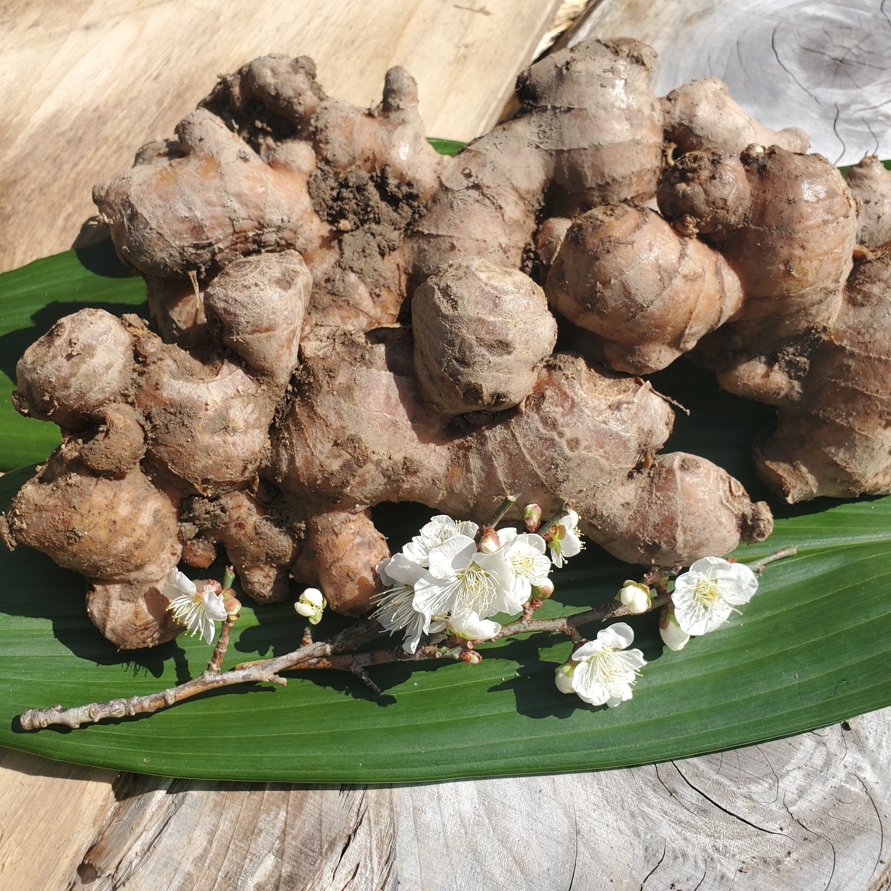 高知県産農薬不使用有機肥料生姜10kg