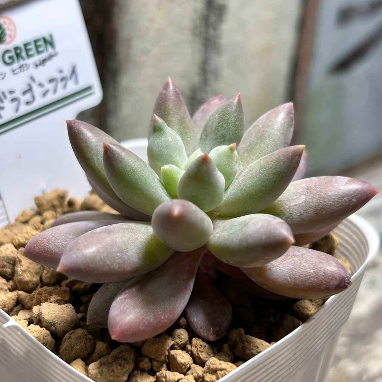 Top【選抜株】多肉植物　360897レッド ドラゴンフライ24個　鉢無し/脱土 レッドドラゴンフライ | RuPo 多肉植物専門店