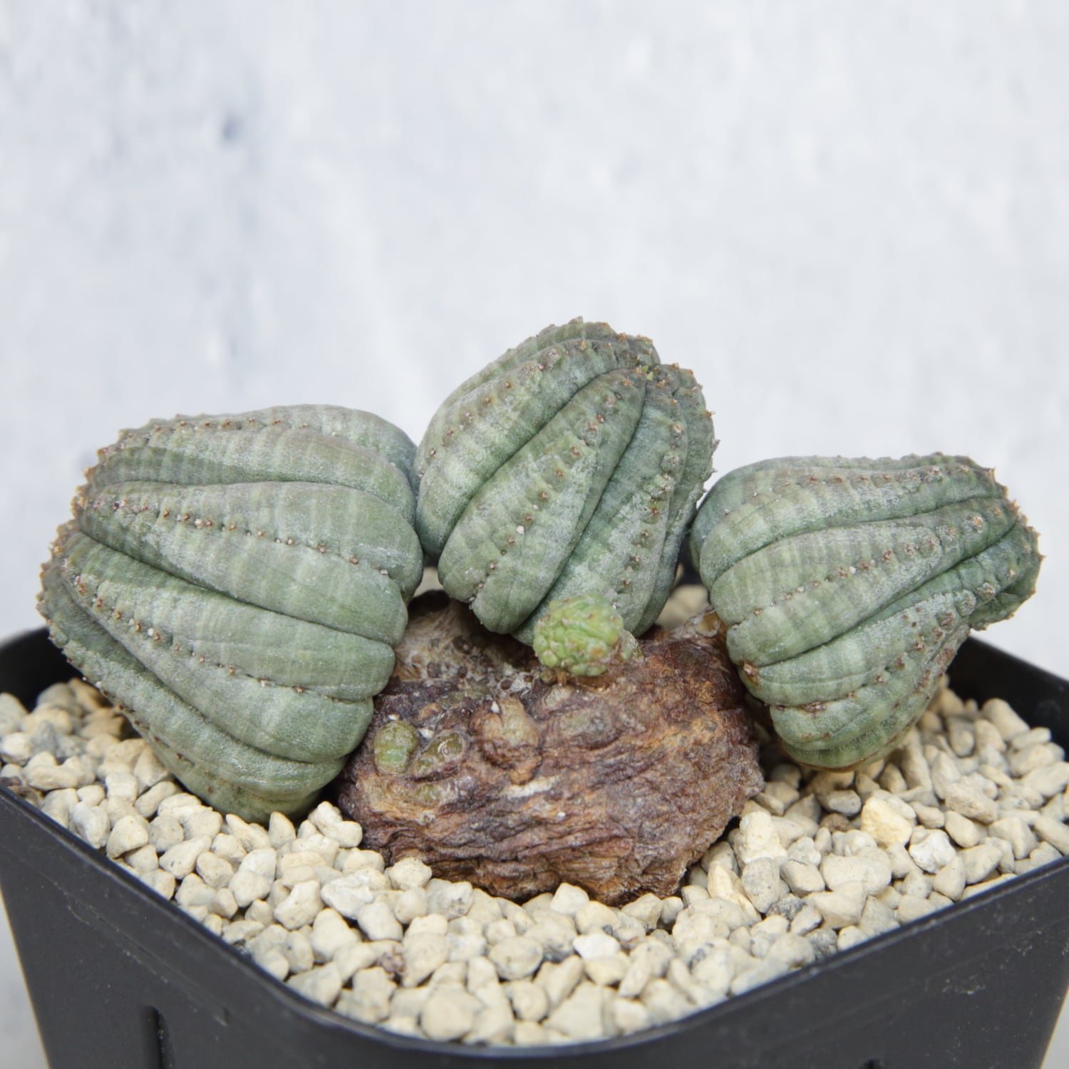 厳選株】成長点潰れ 仔吹き 木質化 オベサ / ユーフォルビア