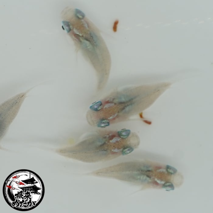 〖1ペア〗深海ダルマ　メダカ 成魚｜改良メダカ 人気品種 メダカ販売