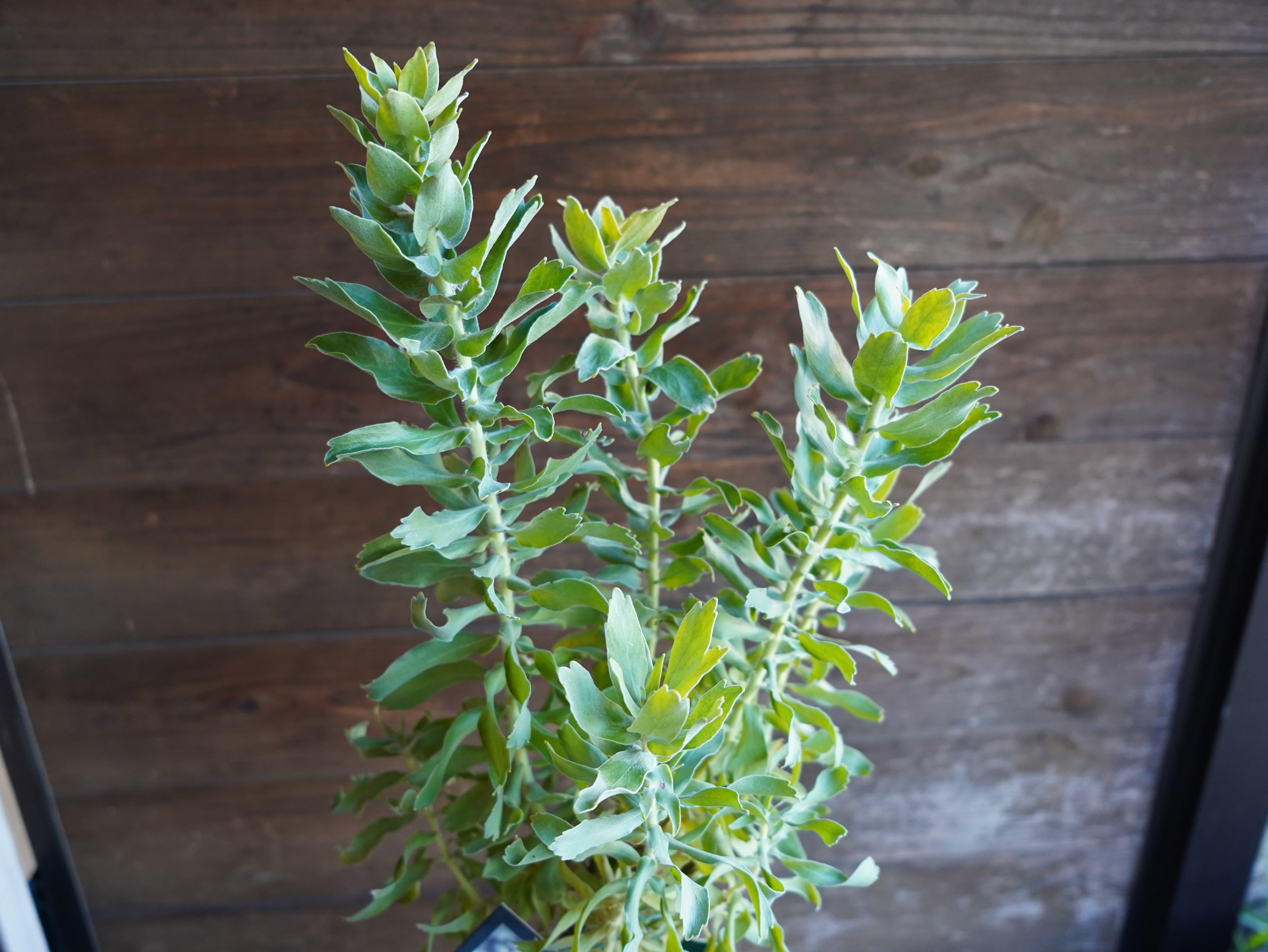 【現物】リューコスペルマム "ハイゴールド"