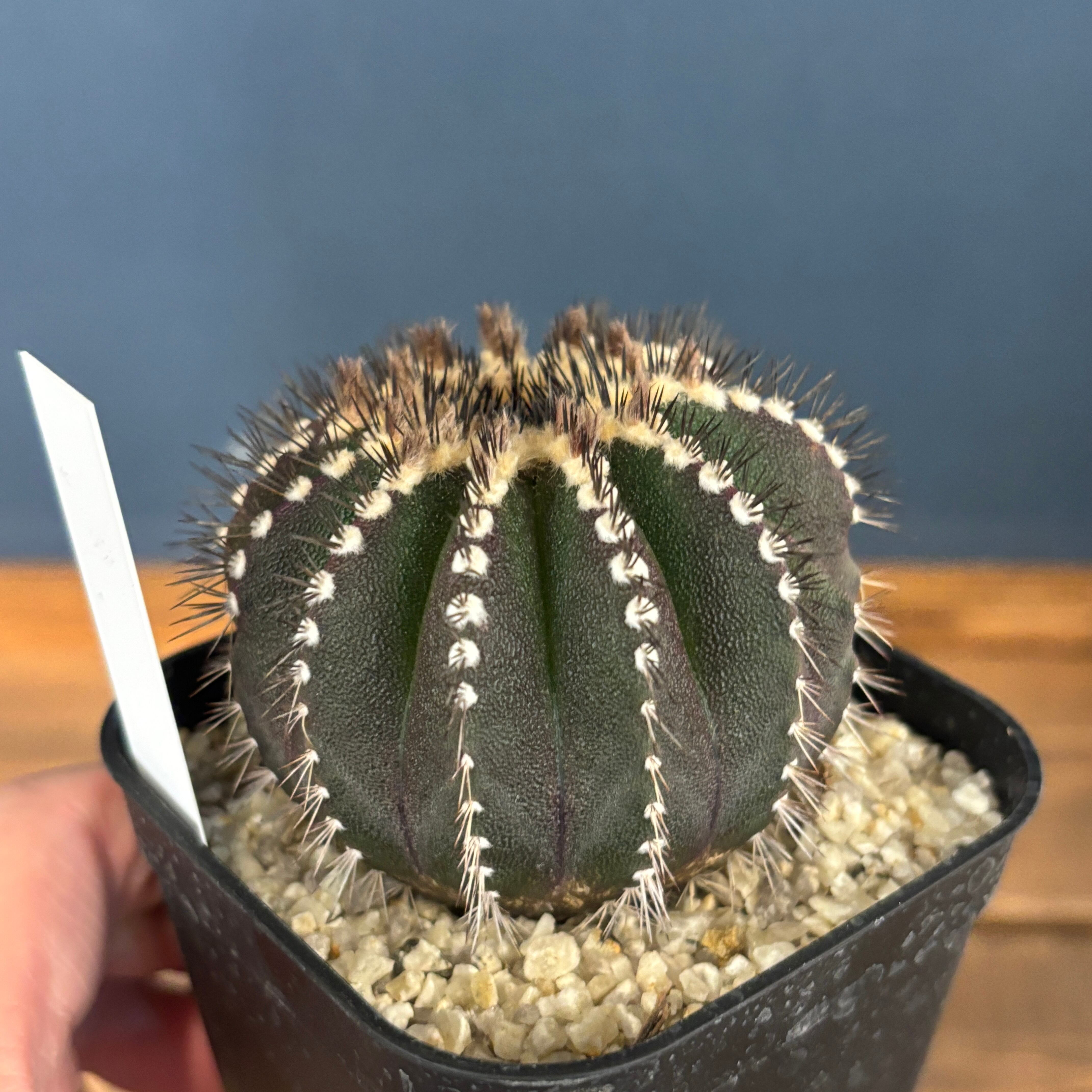 サボテン ユーベルマニア ペクチニフェラ【1098】 | PROTOLEAF プロト