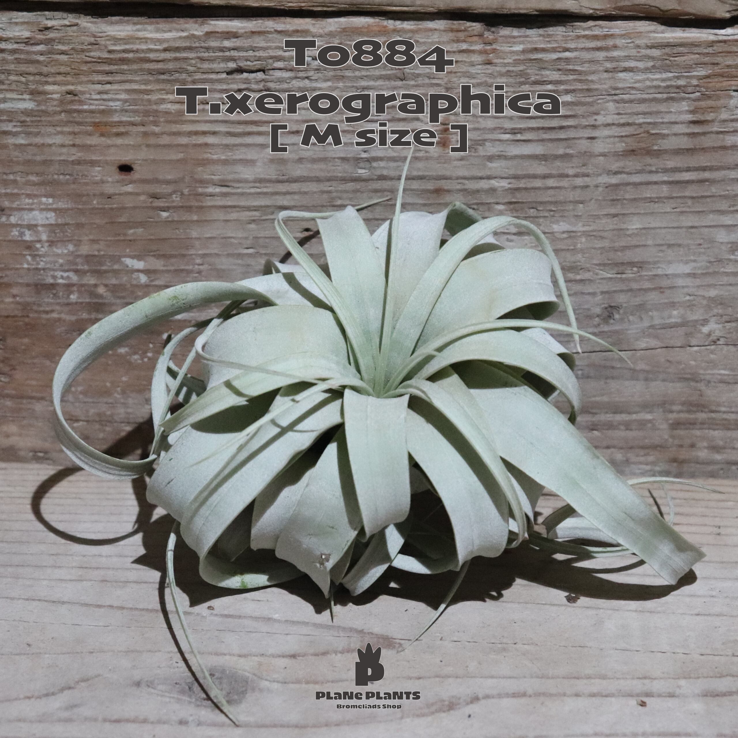 【送料無料】キセログラフィカ M〔エアプランツ〕現品発送T0884