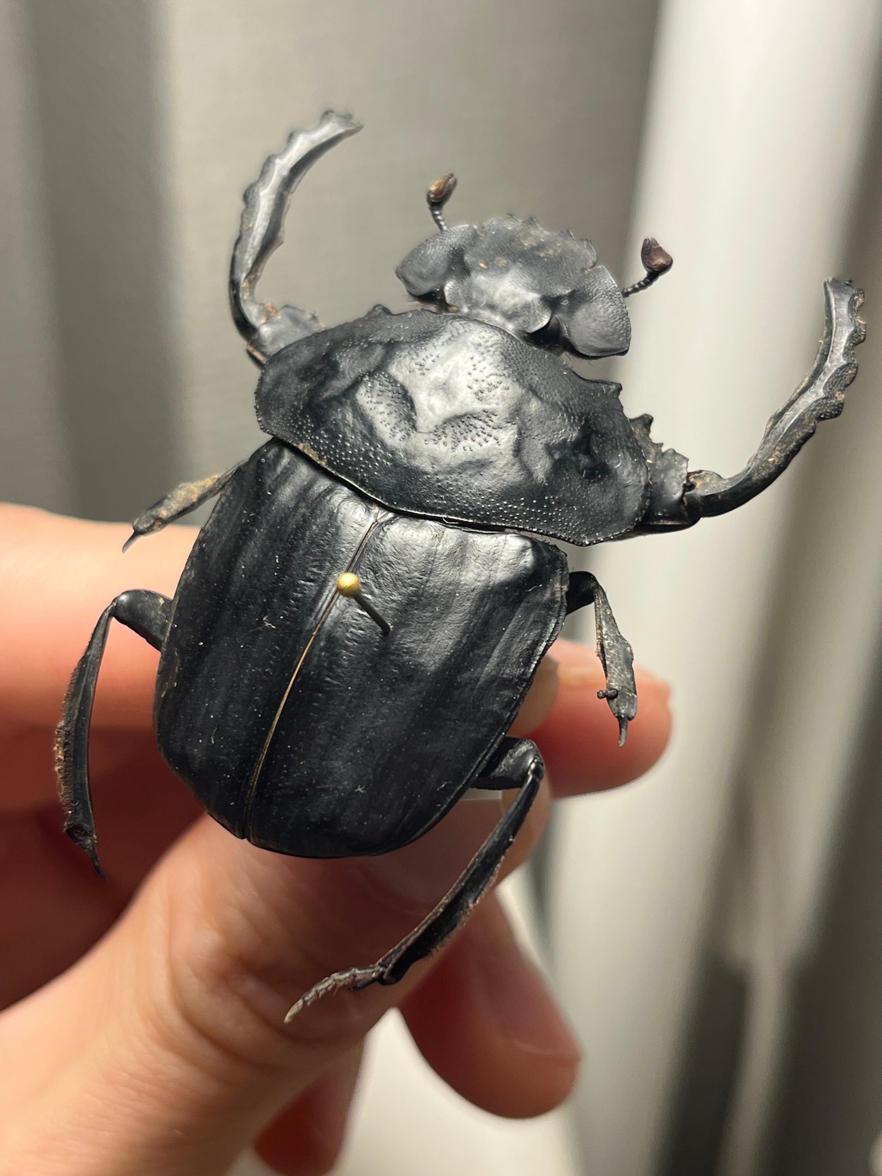 未展足38mm】ピンポンタマオシコガネ 飛べないフンコロガシ オオニジ