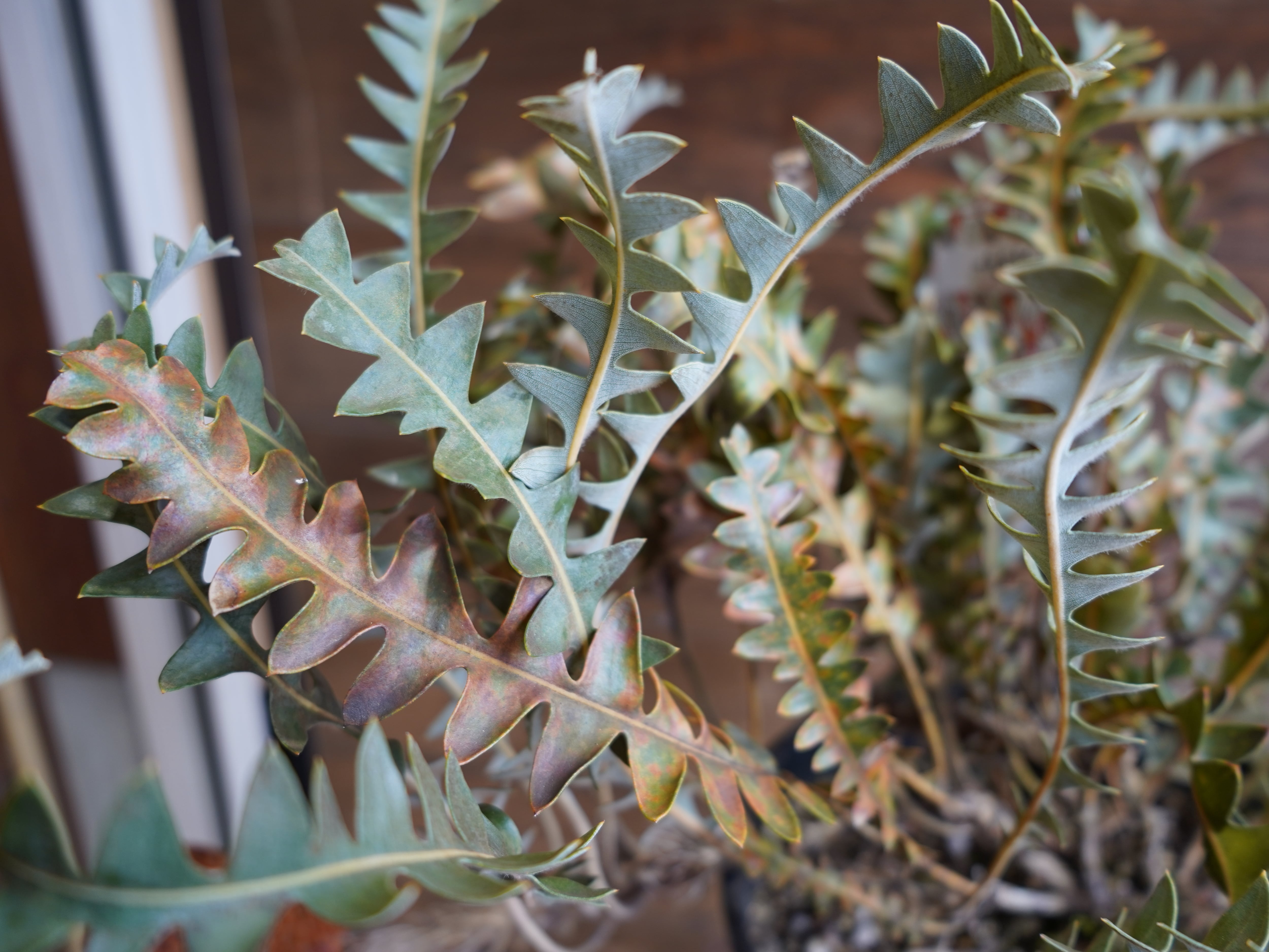 【現物】バンクシア "ガルドネリ"