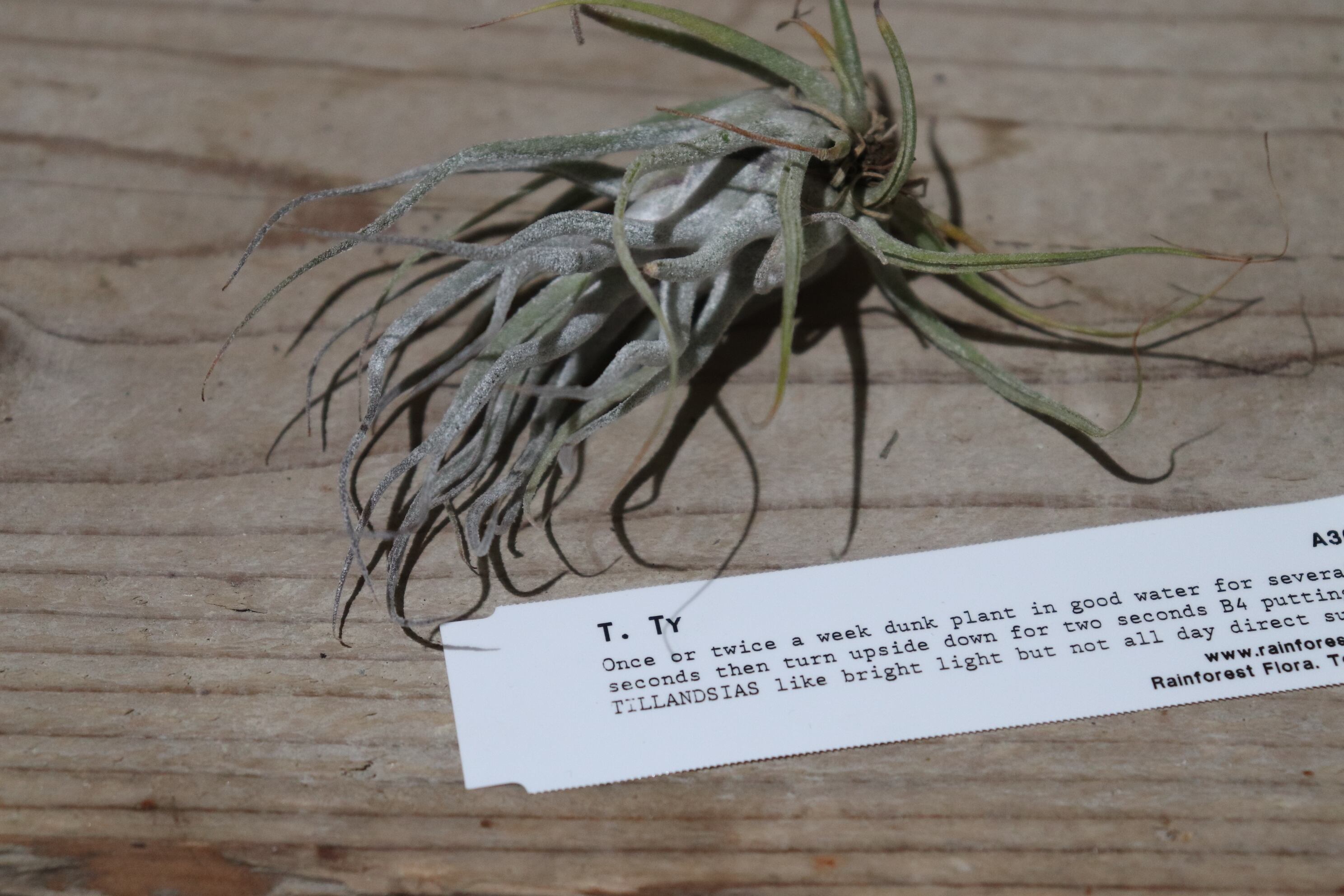 ティランジア Ty fatso Rainforest Flora ティランジア Ty fatso Rainforest Flora ティランジア Ty fatso