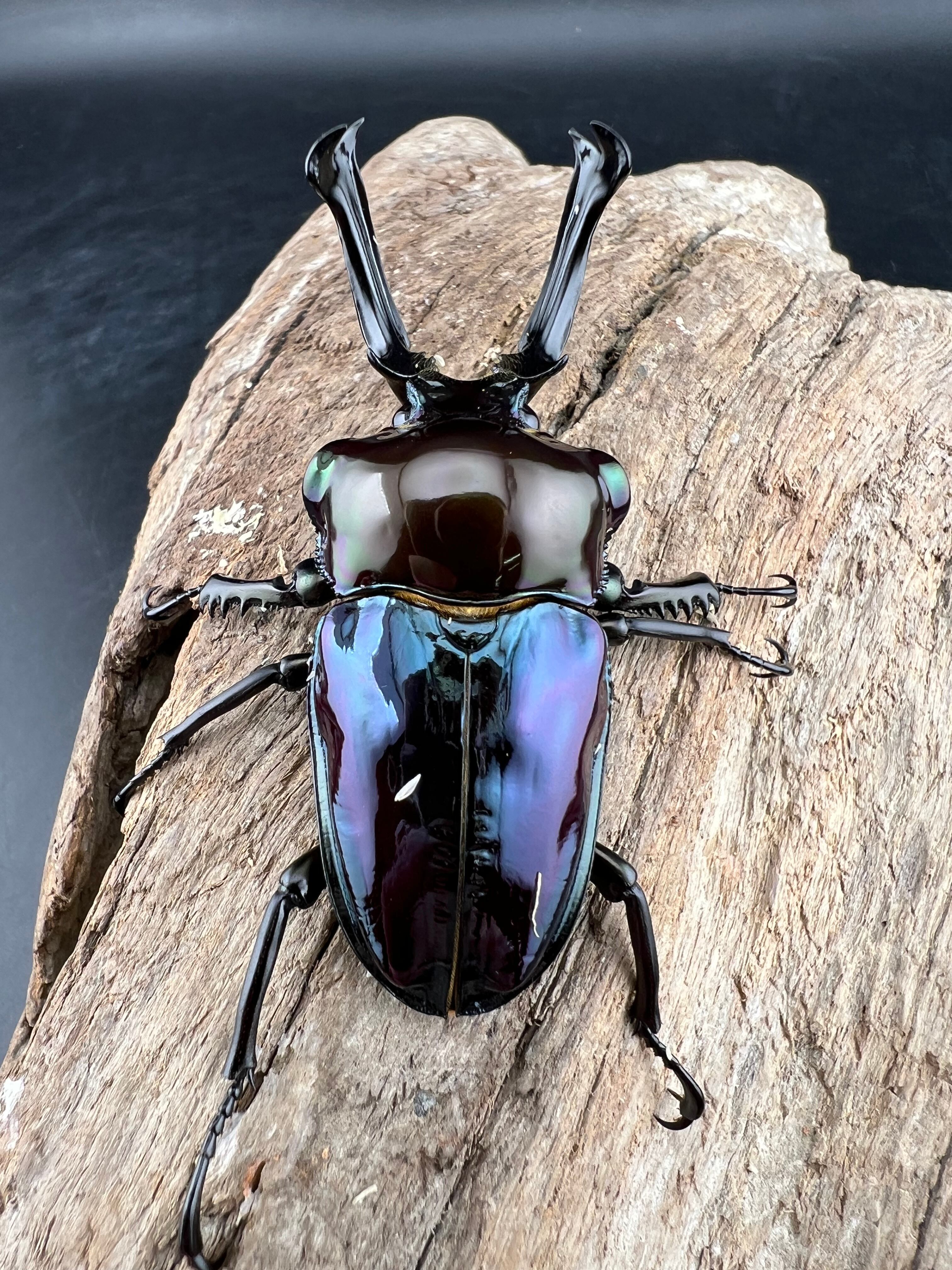 ニジイロクワガタ 紫紺ピカール系 56mm ペア》セルヴォラン氏委託個体