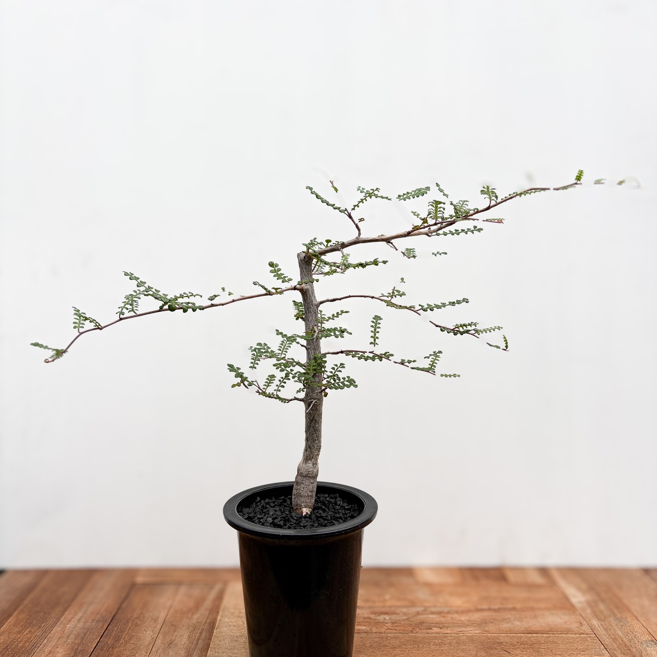 Operculicarya decaryi 【オペルクリカリア・デカリー】